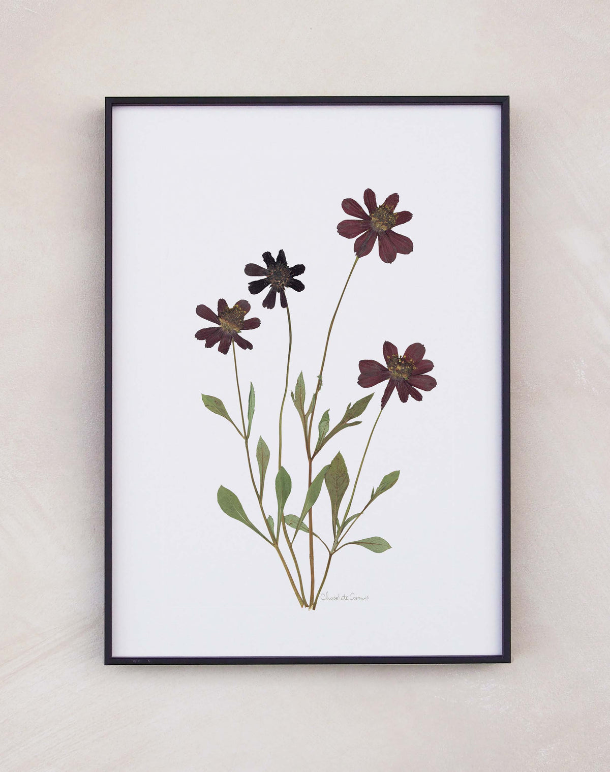 Cosmos