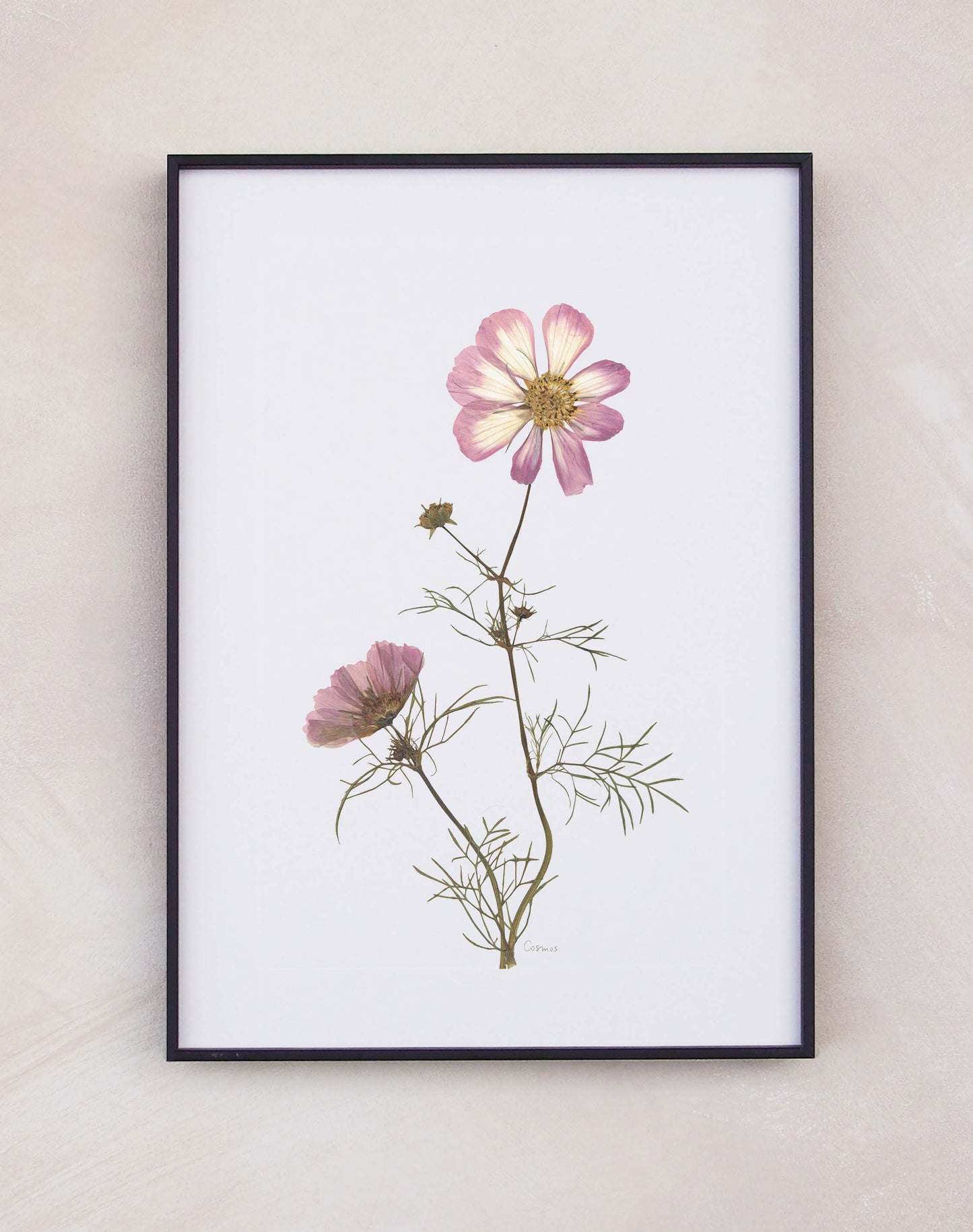 Cosmos