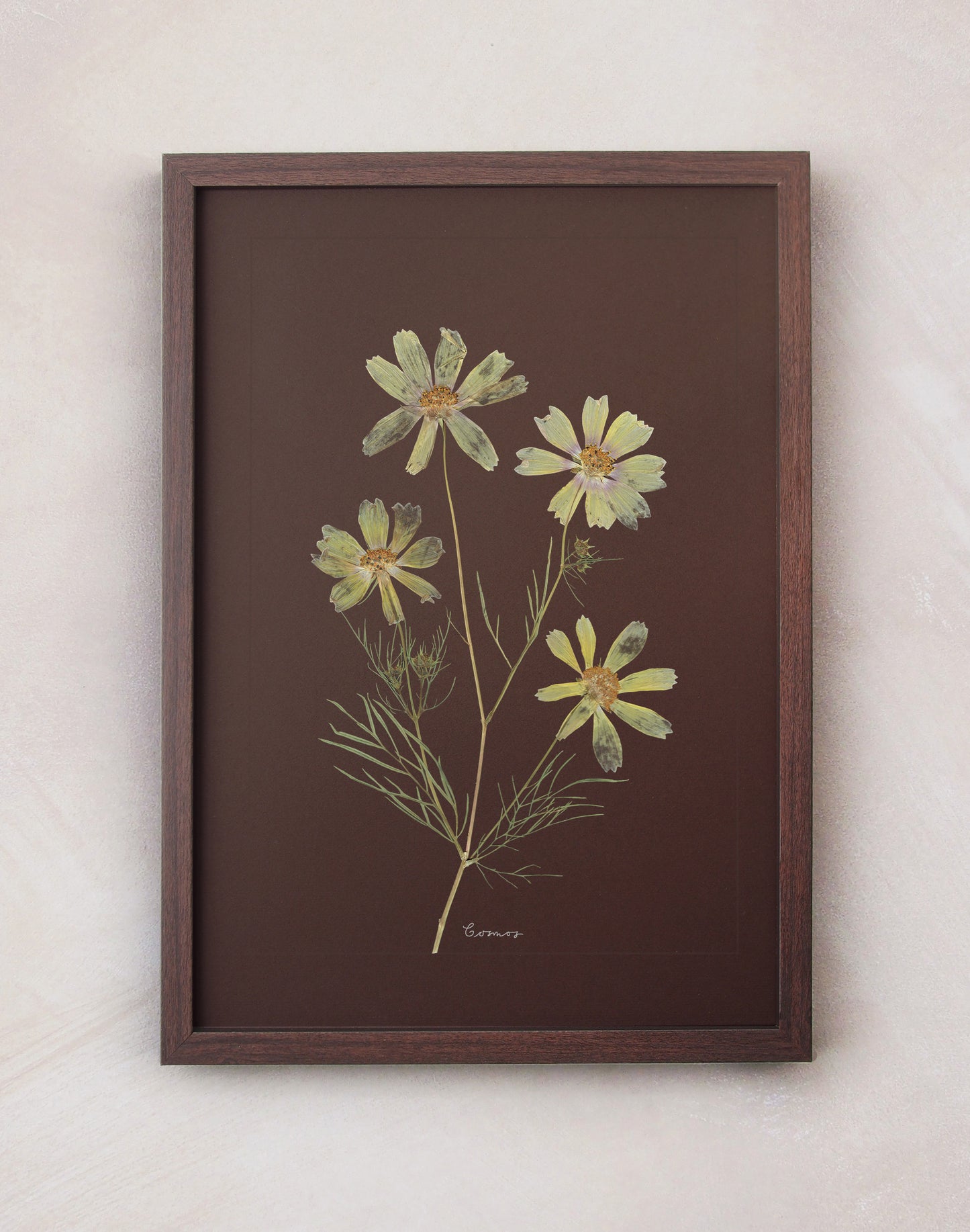 Cosmos