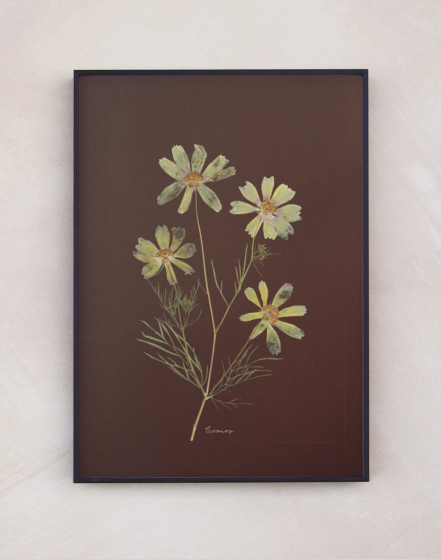 Cosmos
