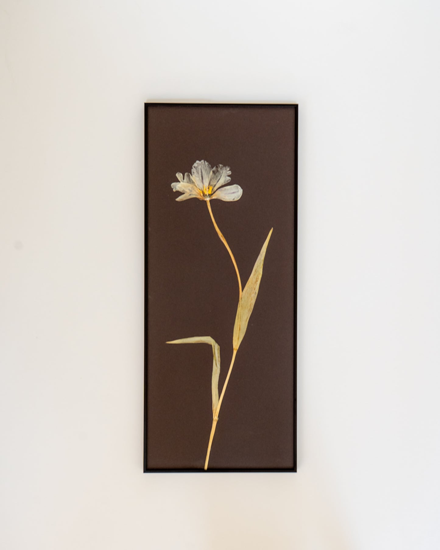 Tulip