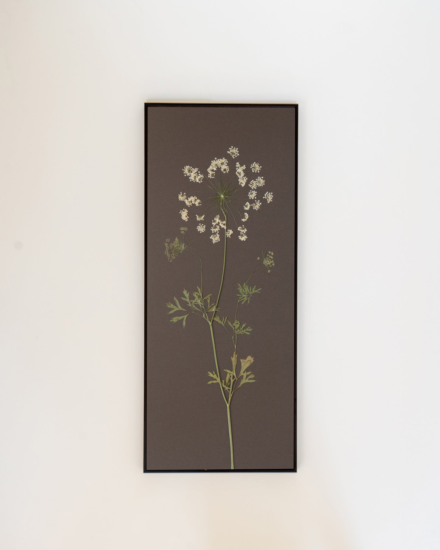 Ammi Majus