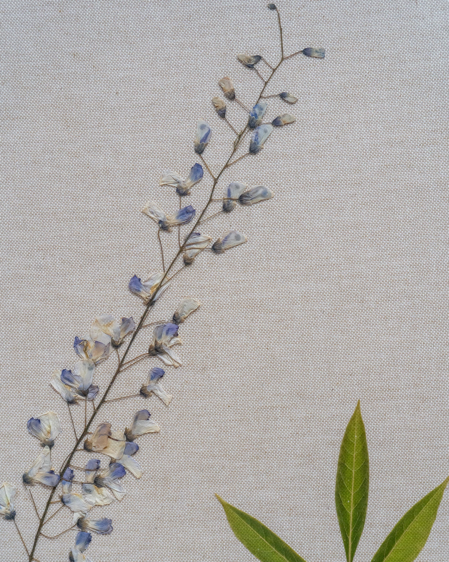 Wisteria