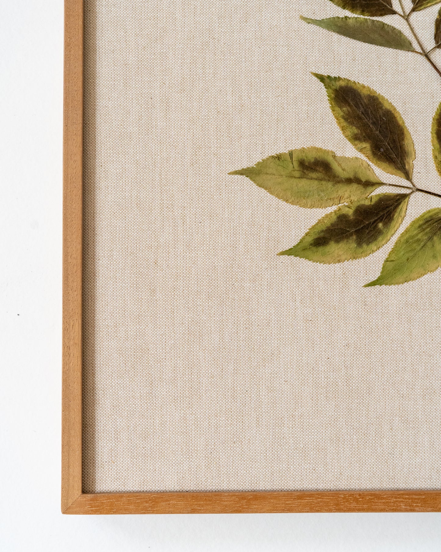 Elder on Linen