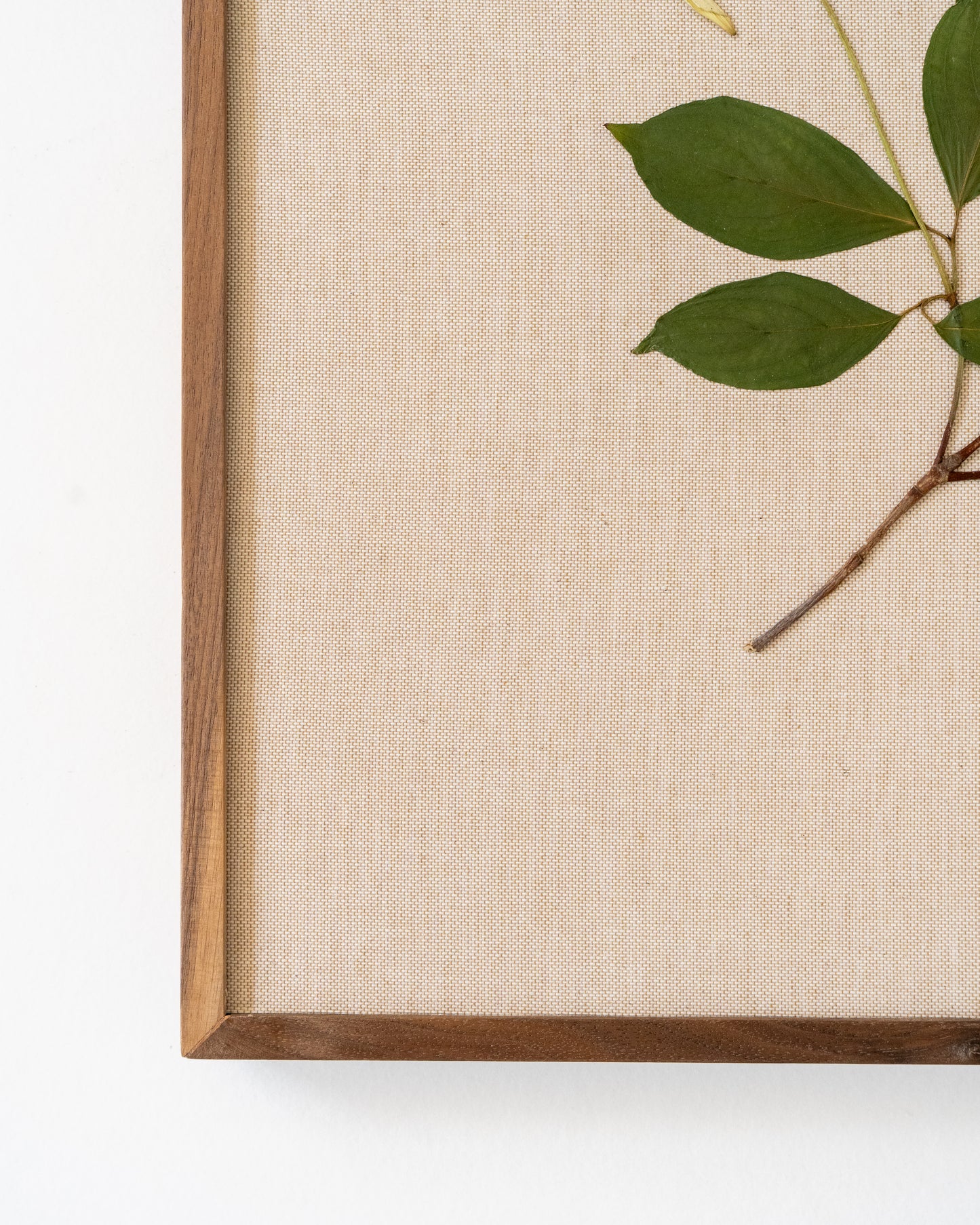 Cornus on Linen