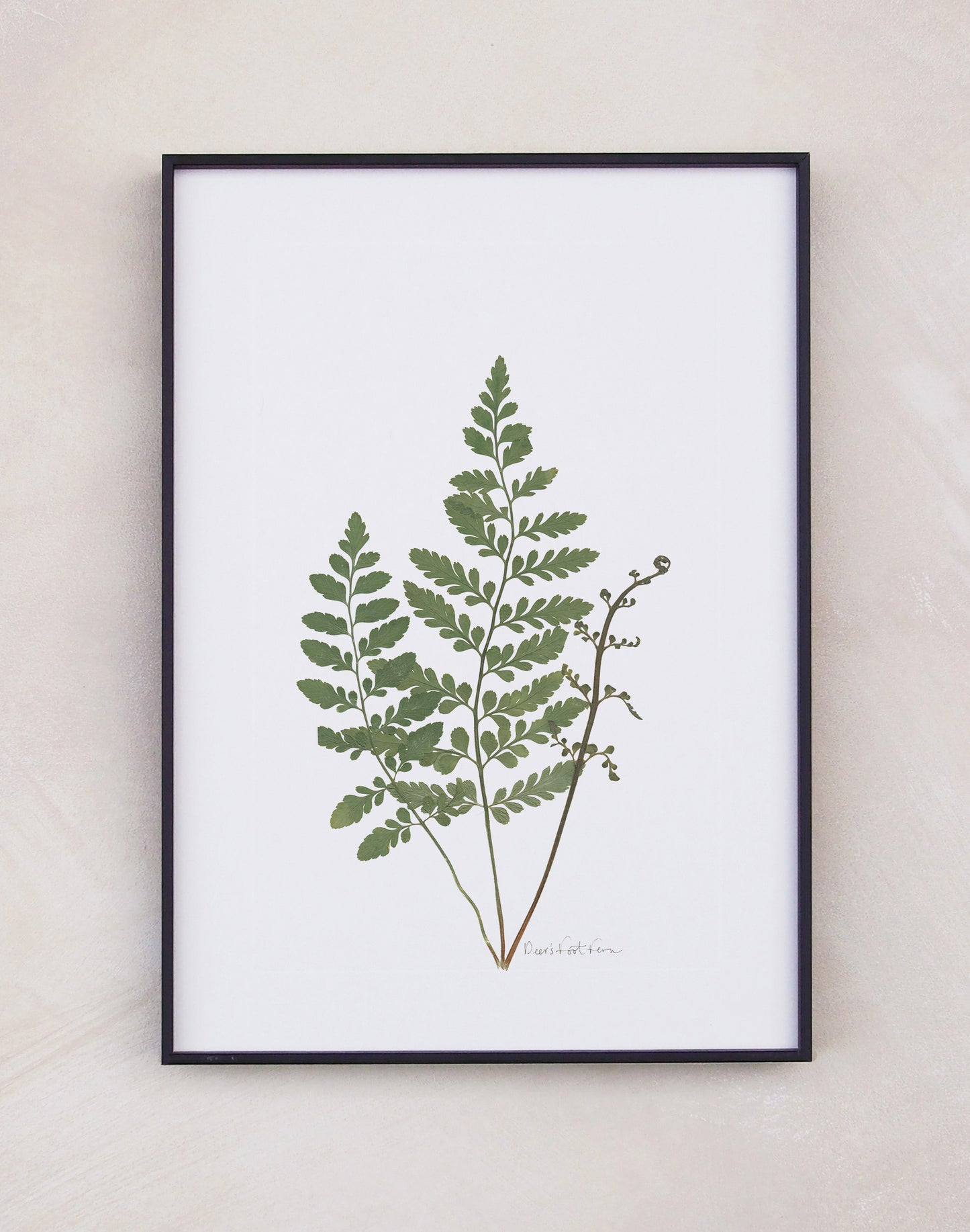 Deer's Foot Fern