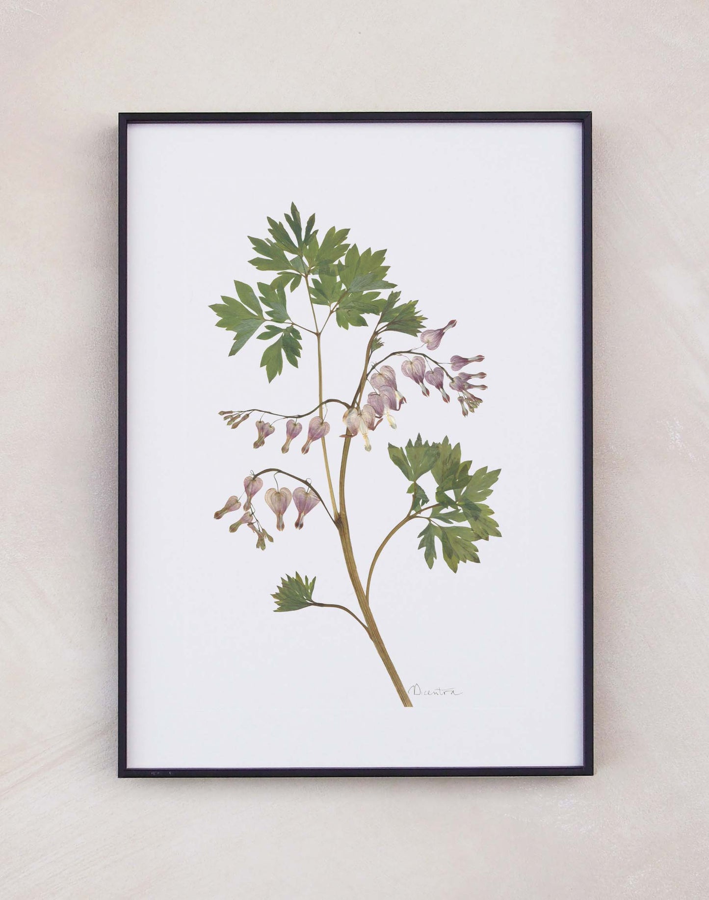 Dicentra