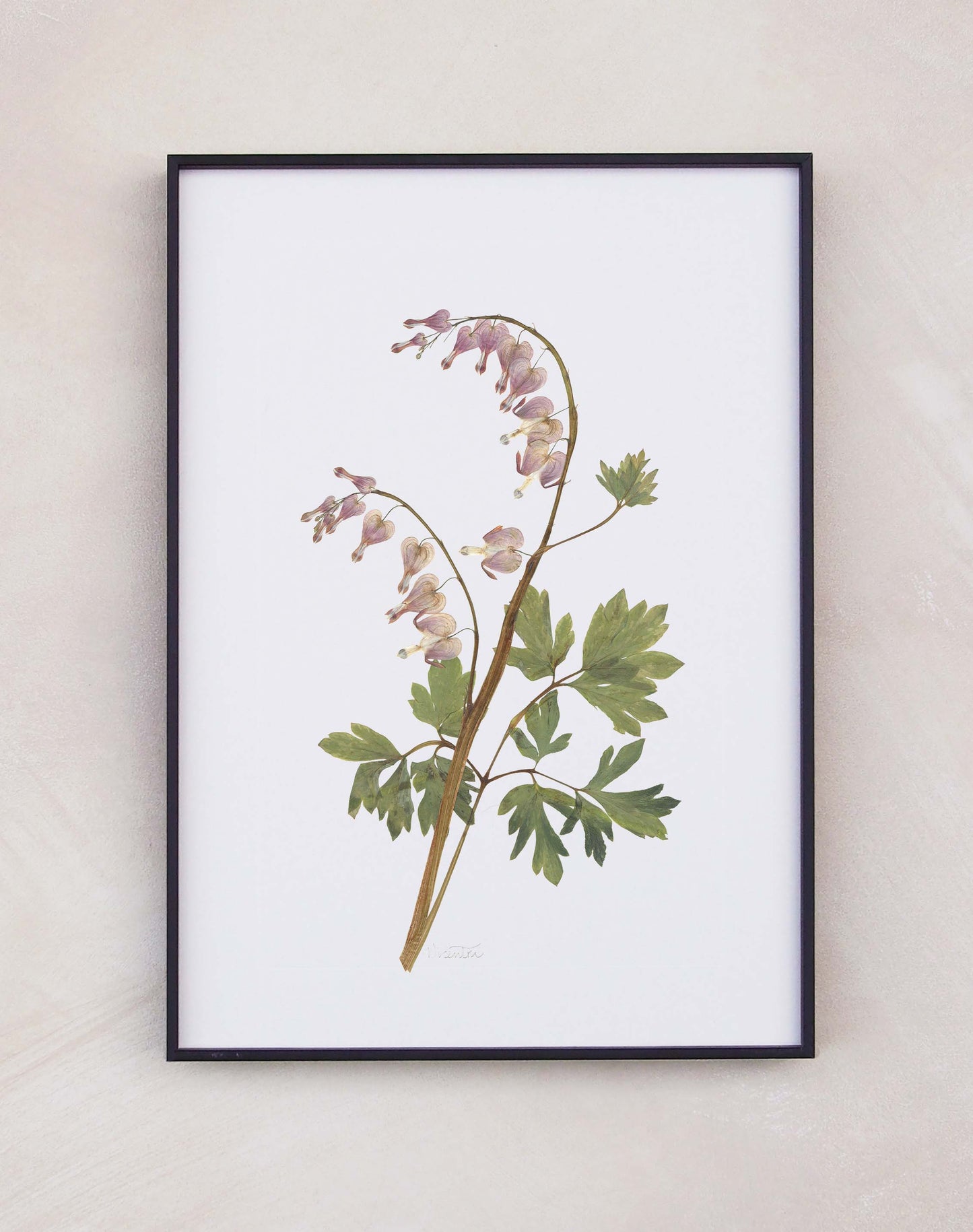 Dicentra