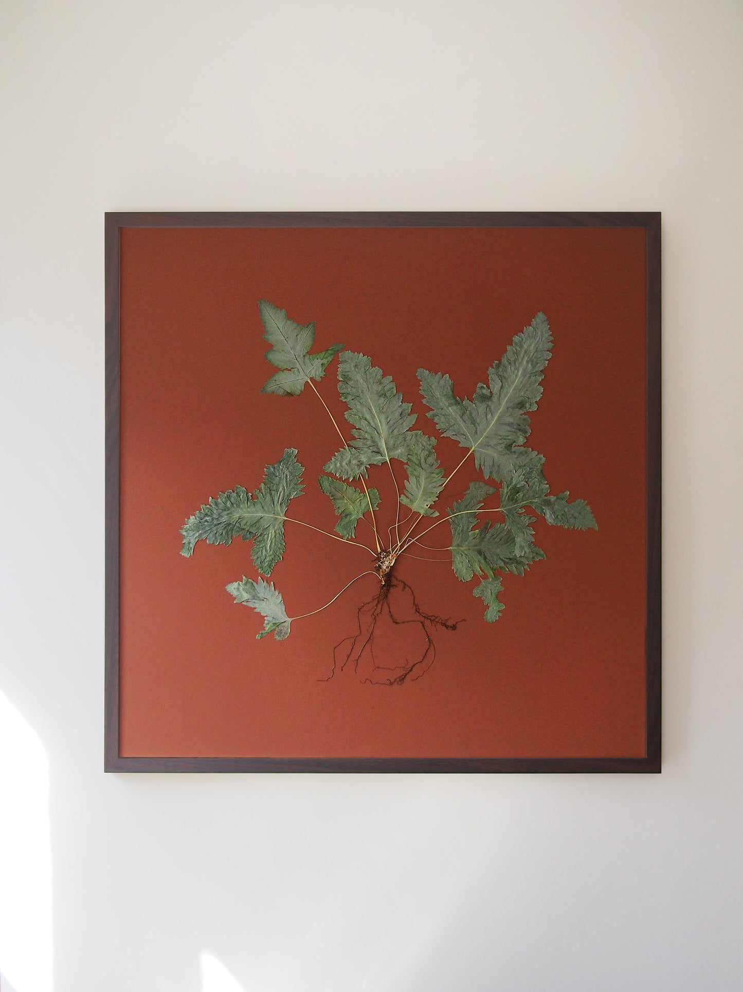 Blue Star Fern