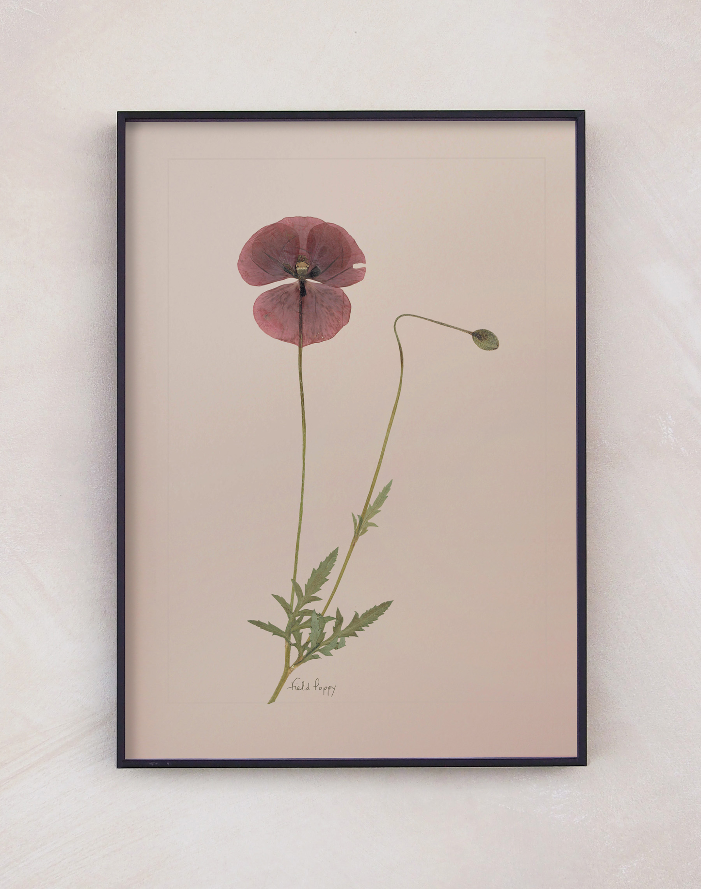 Field Poppy