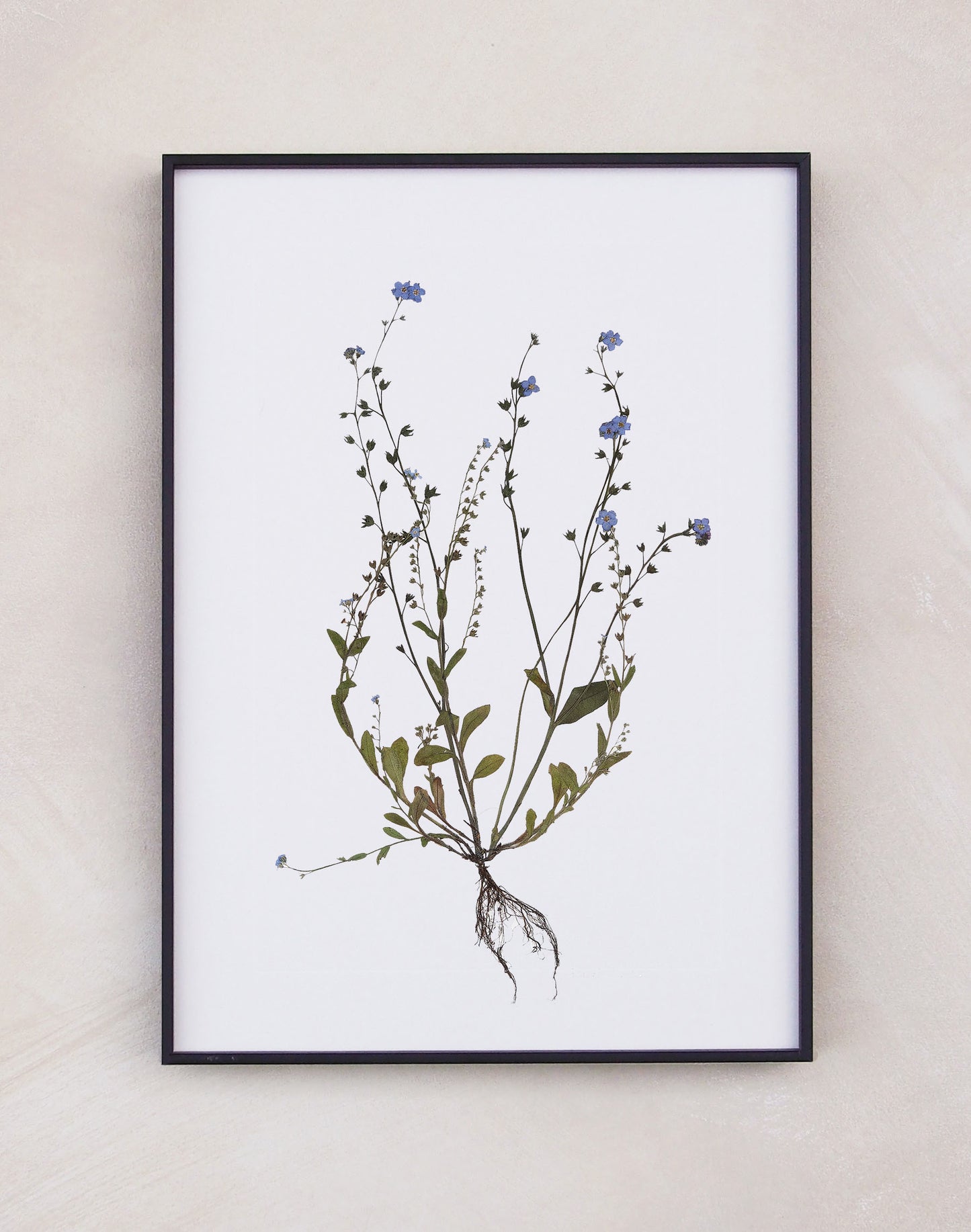 Forget Me Not Print