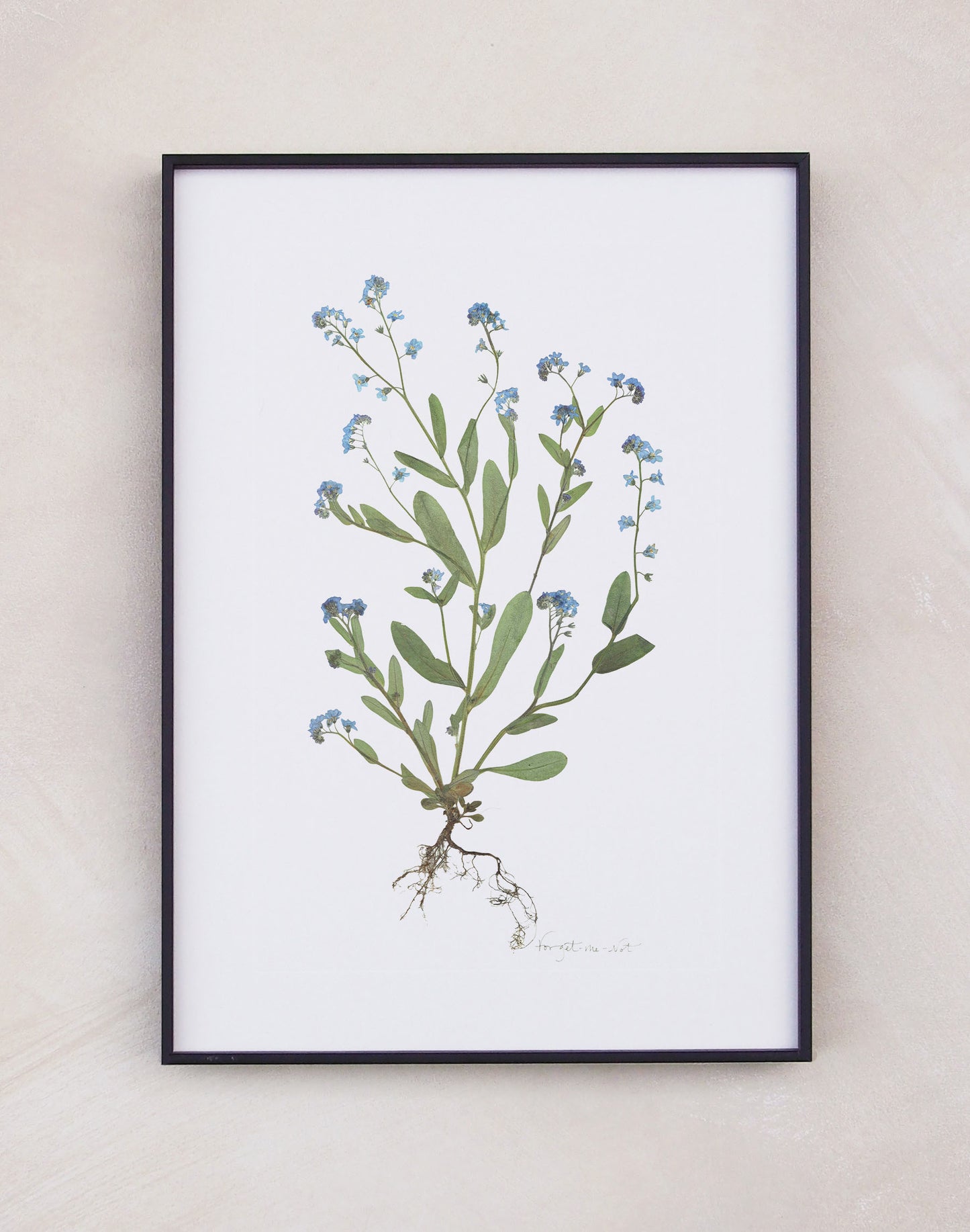 Forget-Me-Not