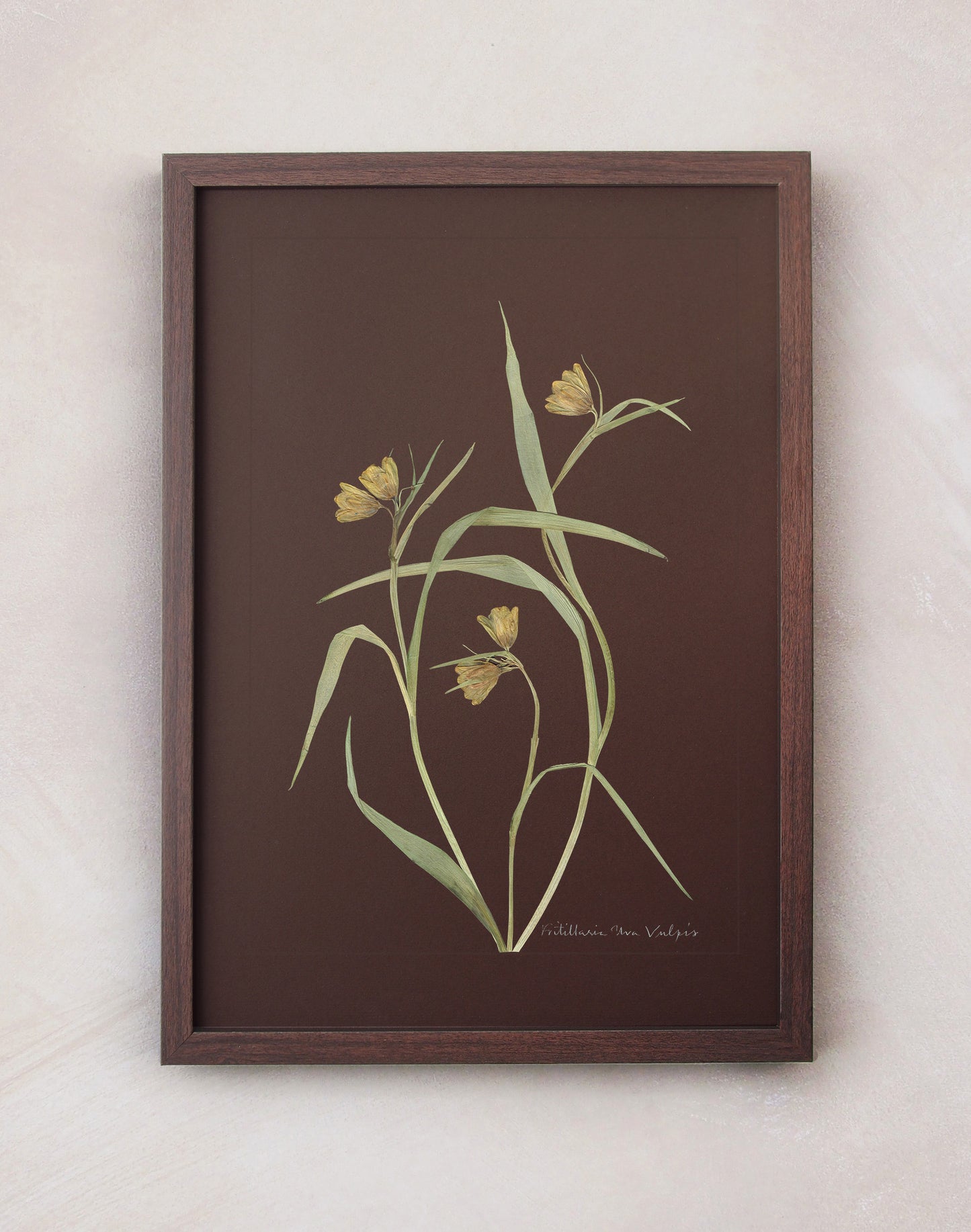 Fritillaria Uva Vulpis