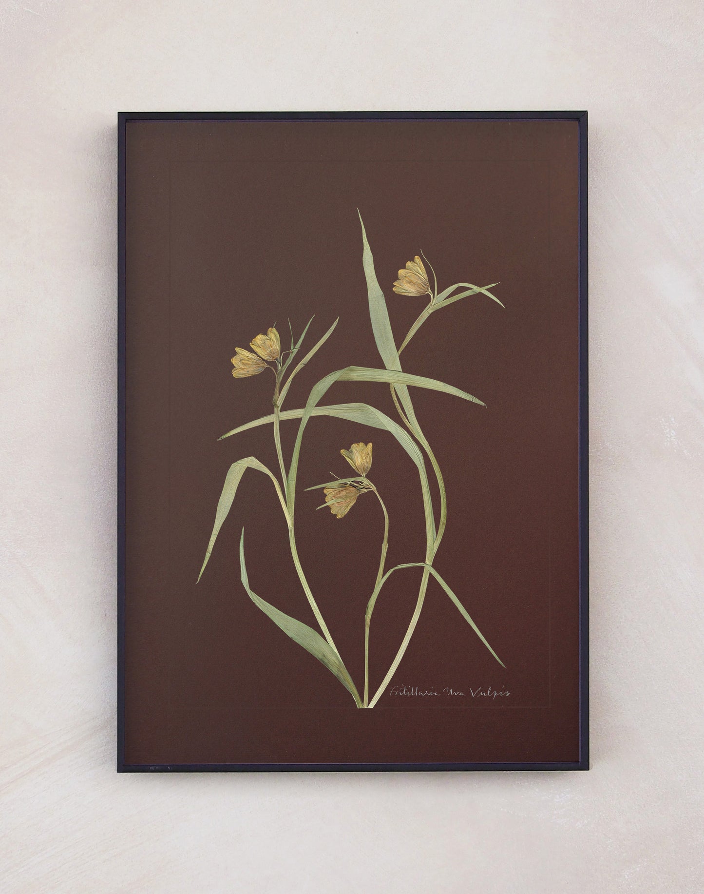 Fritillaria Uva Vulpis