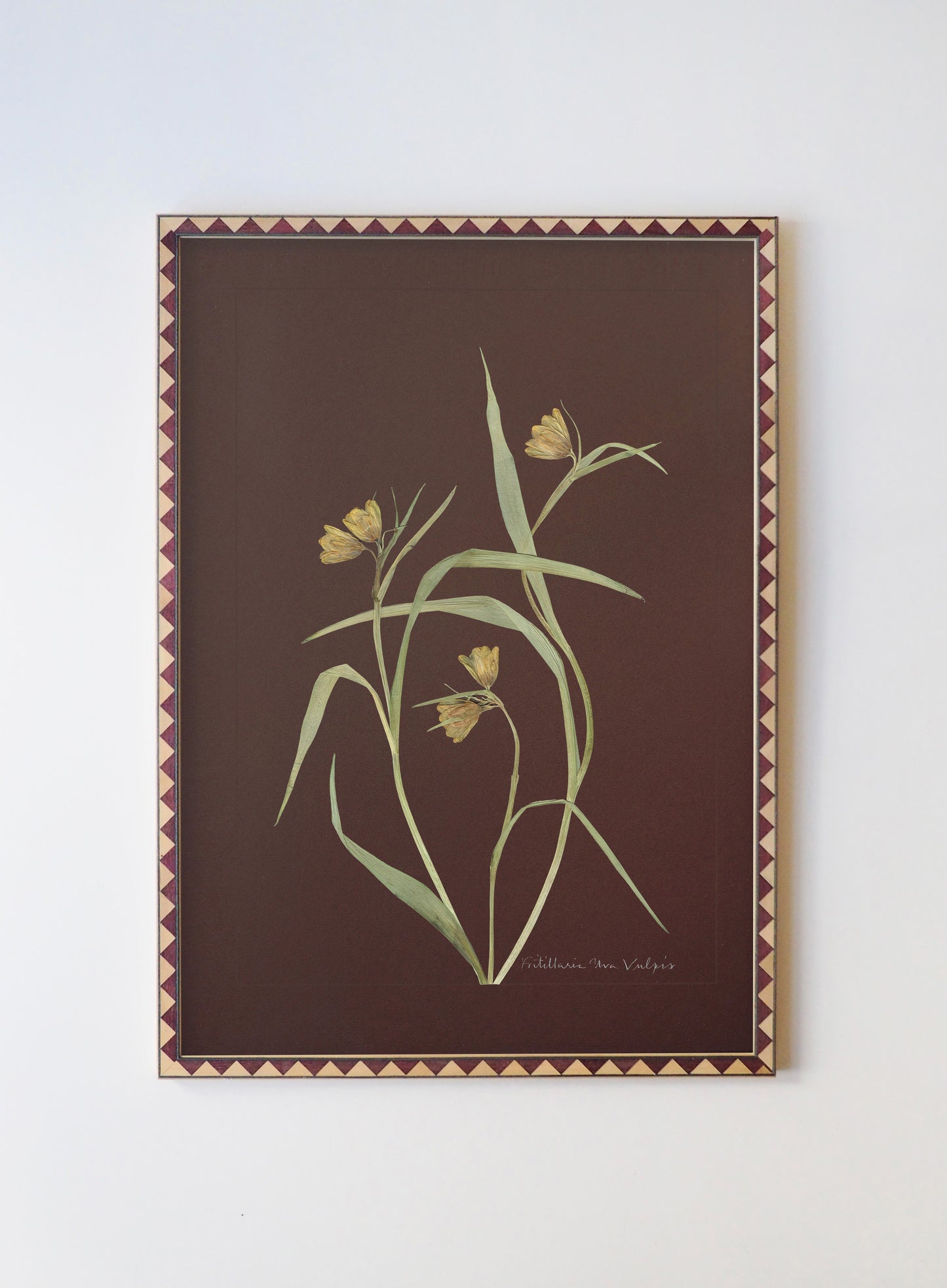 Fritillaria Uva Vulpis