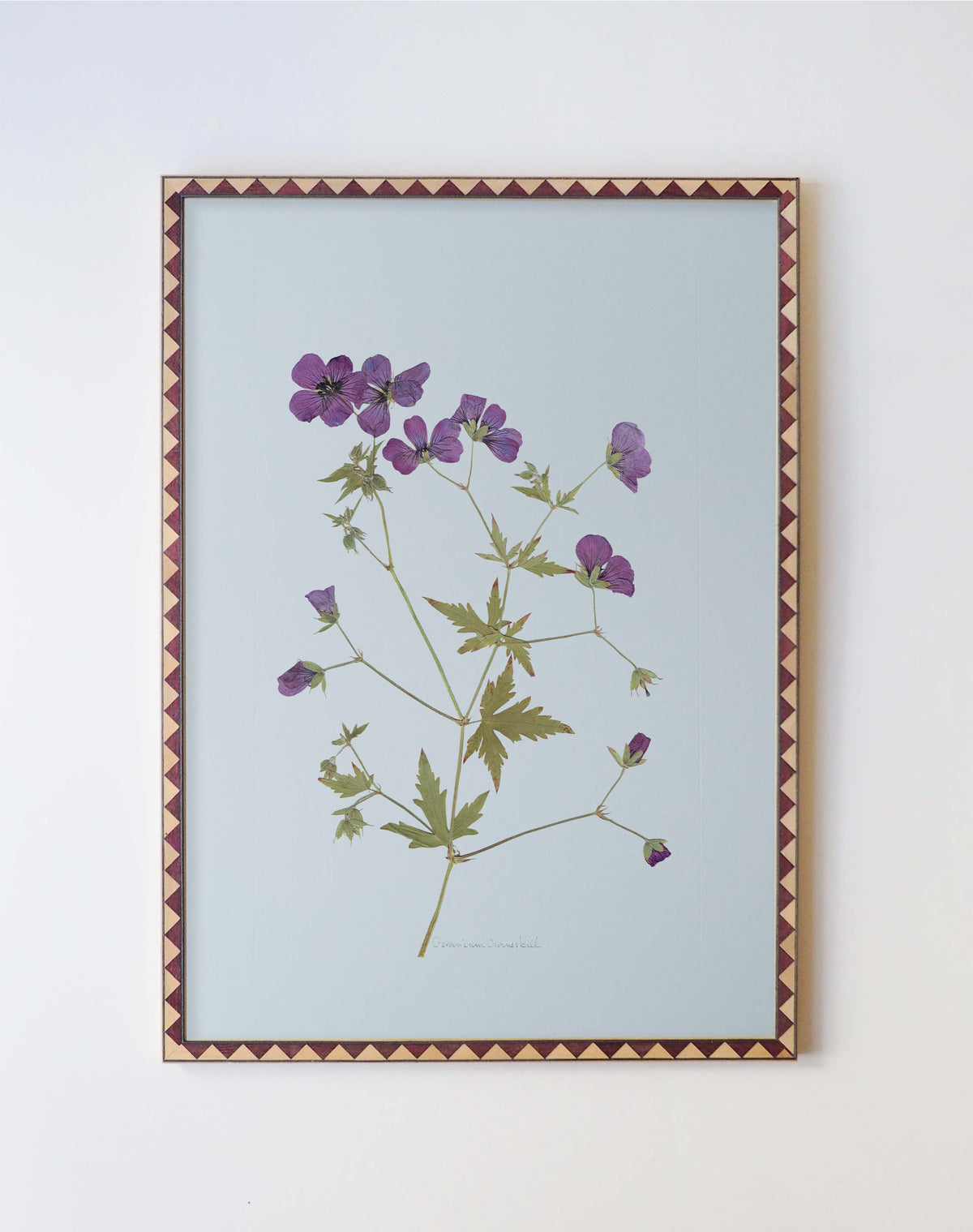 Geranium Cranesbill