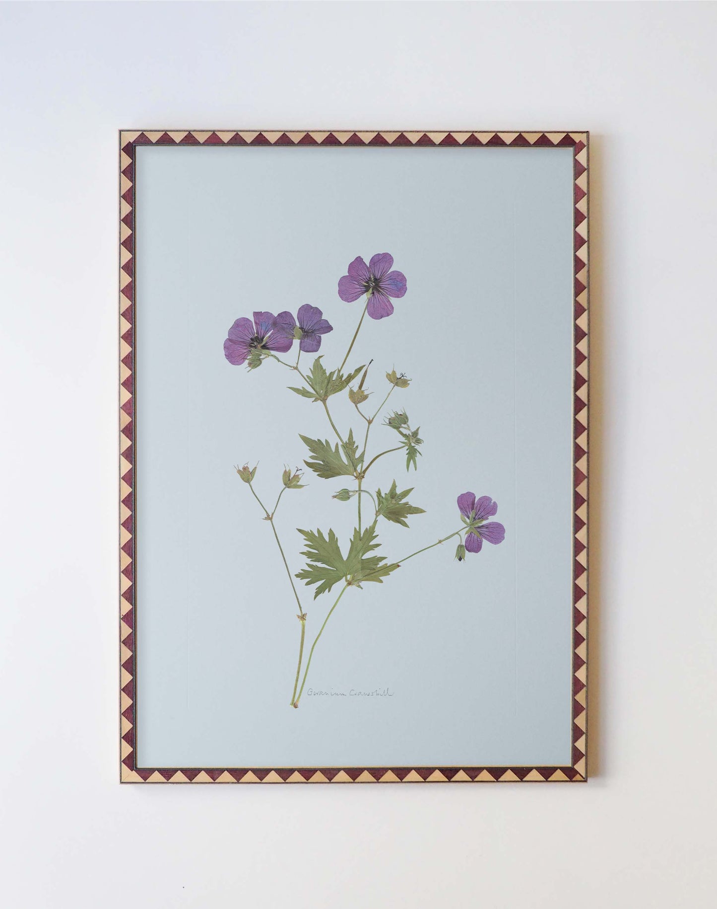 Geranium cranesbill