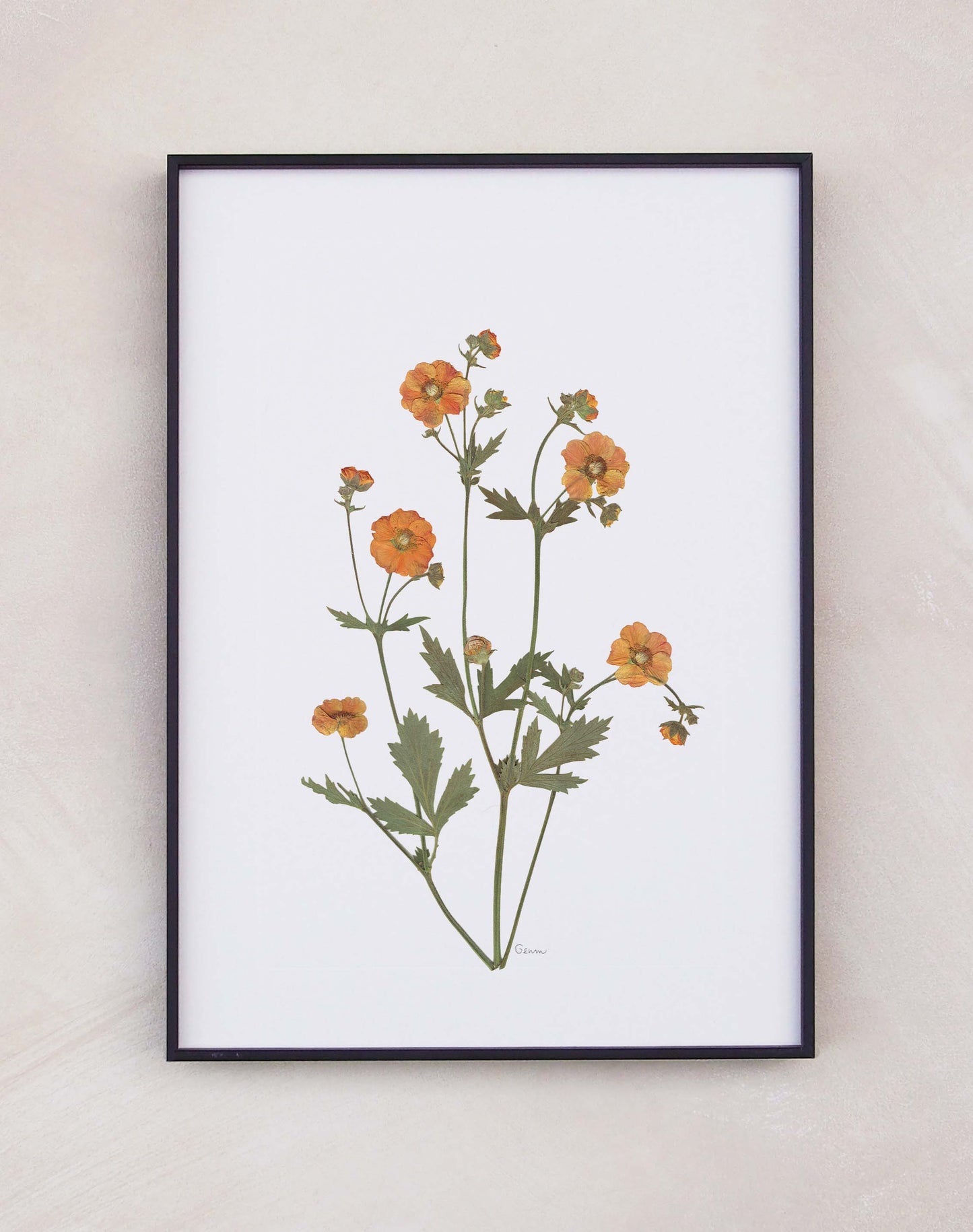 Geum