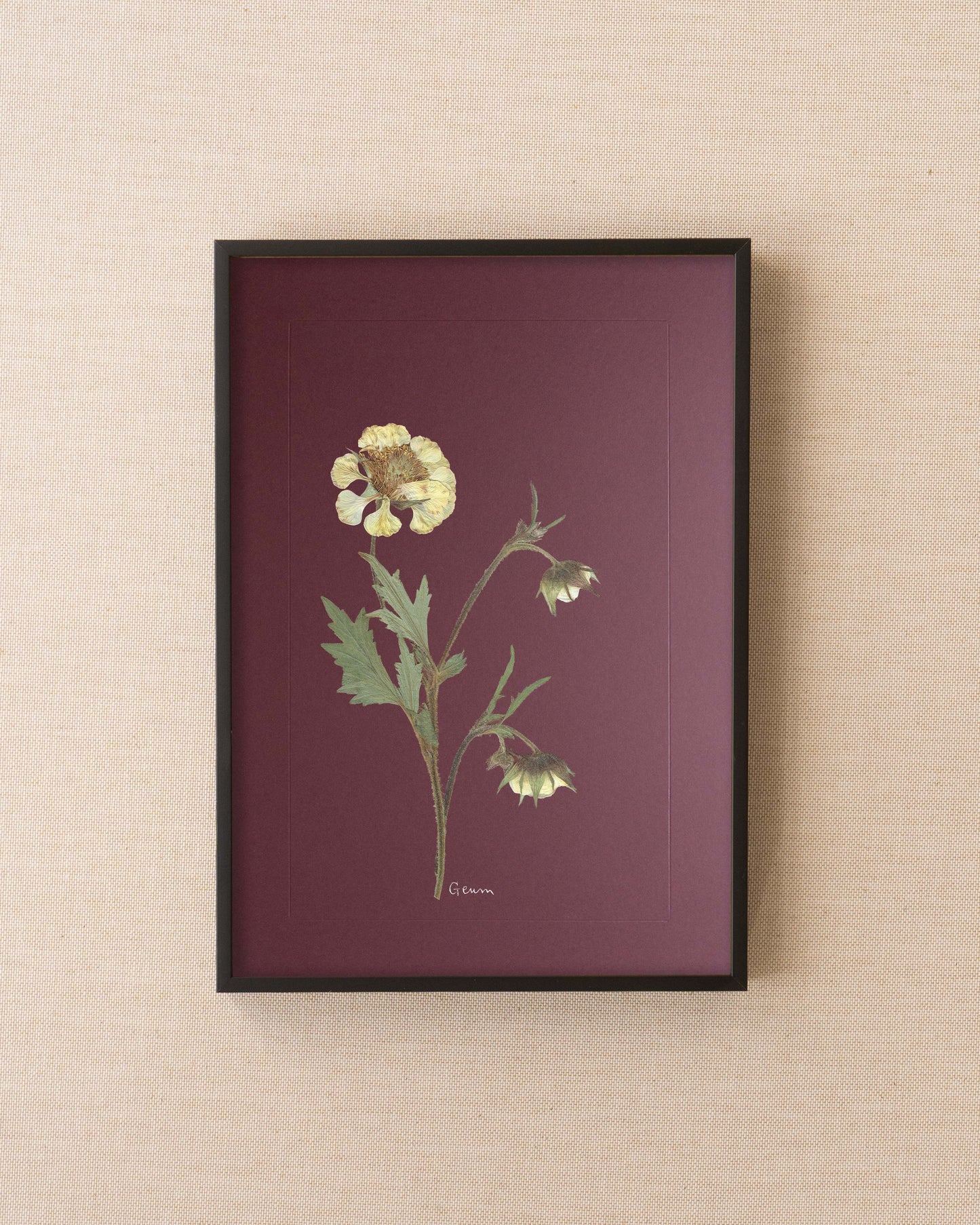 Geum