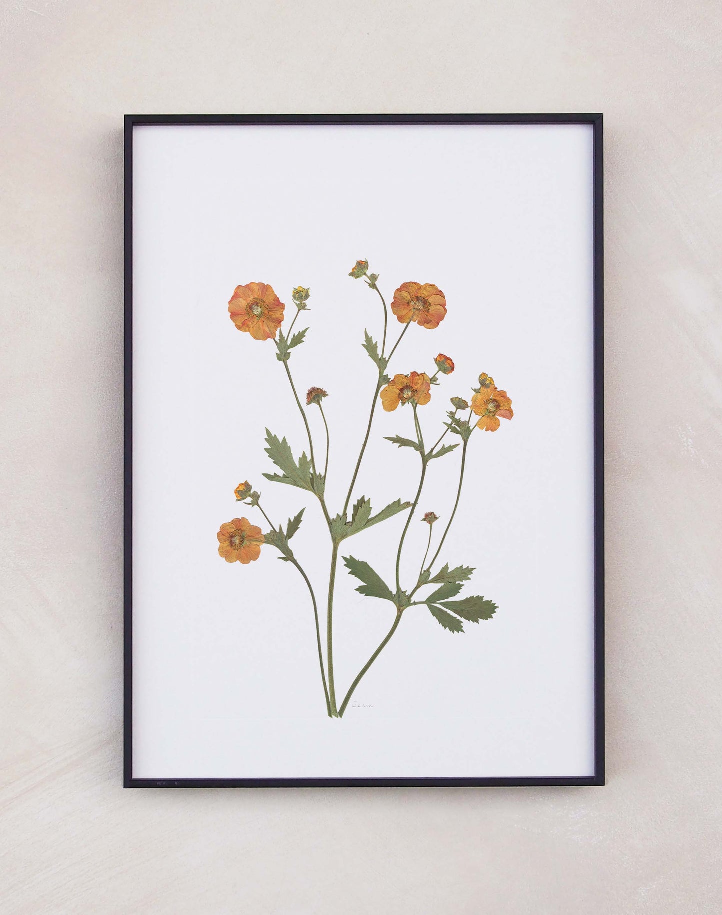 Geum