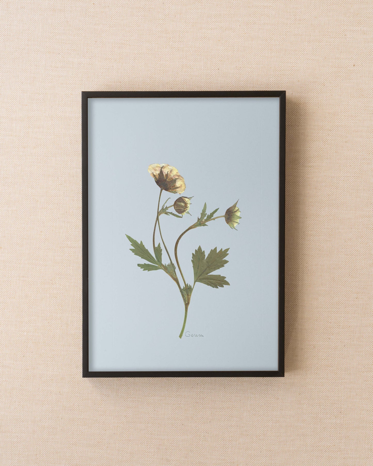 Geum