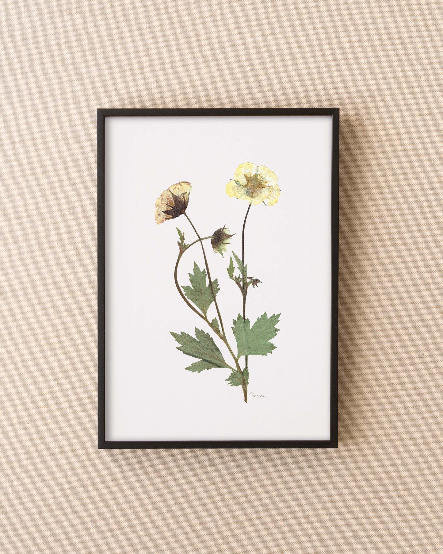 Geum