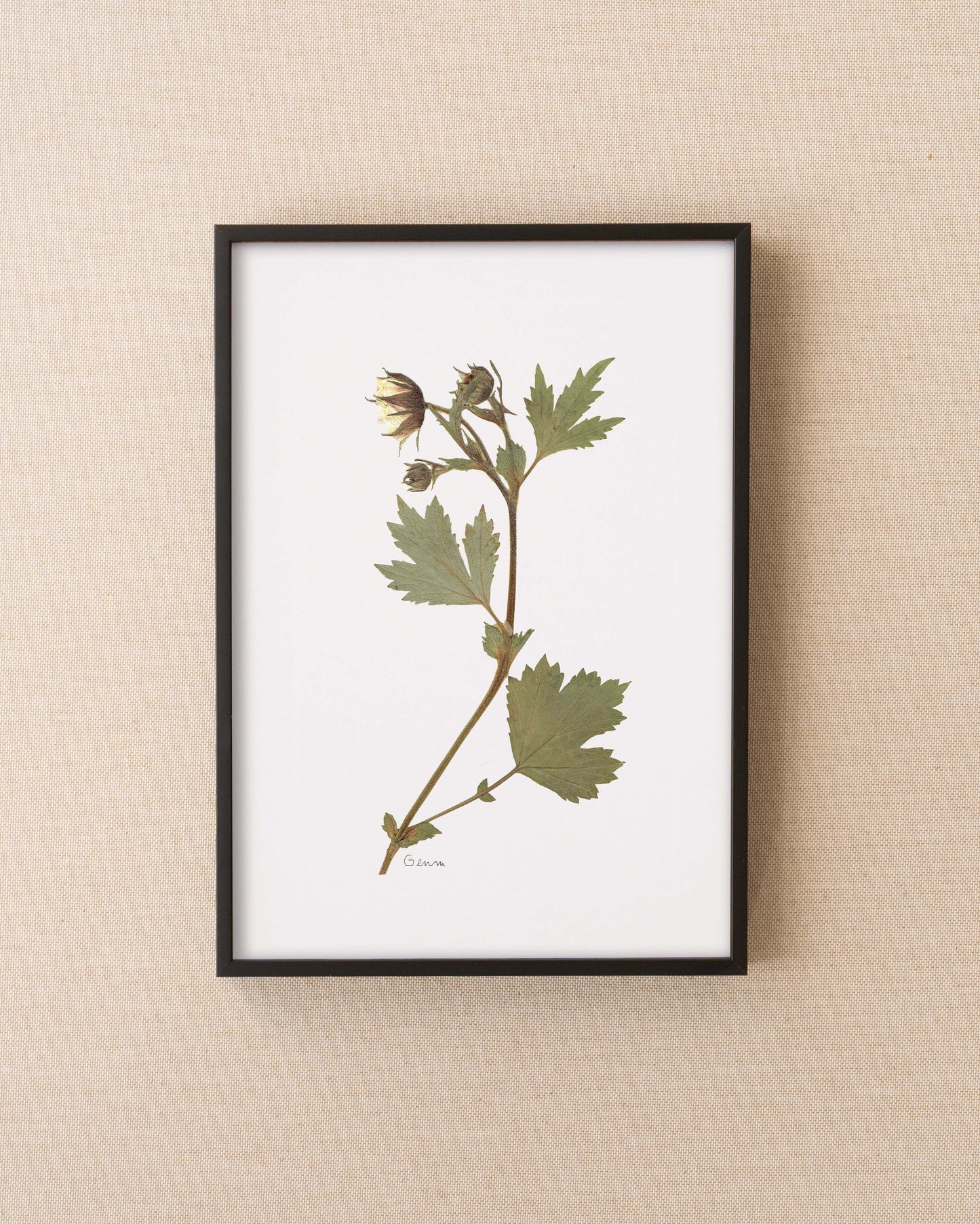 Geum