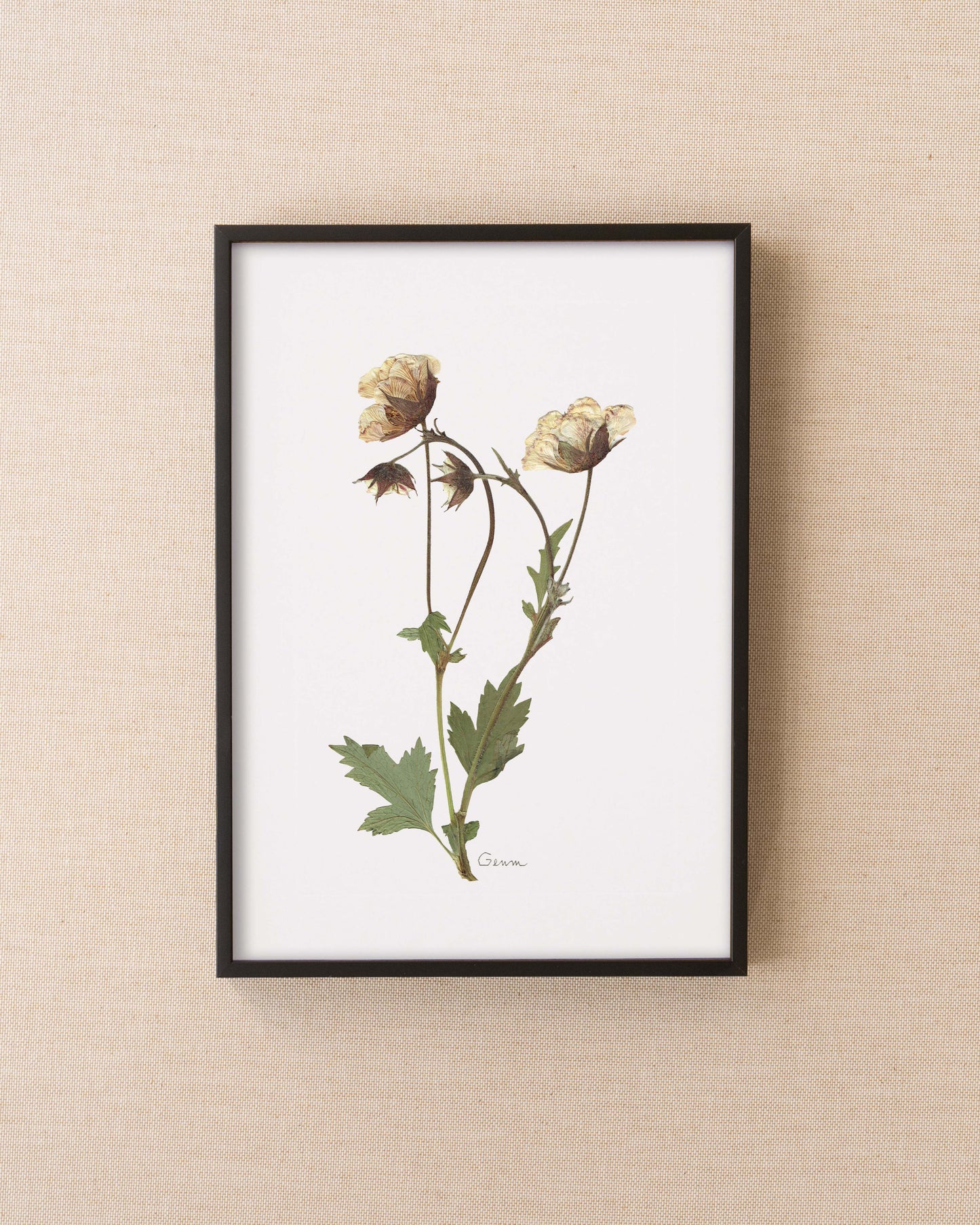 Geum