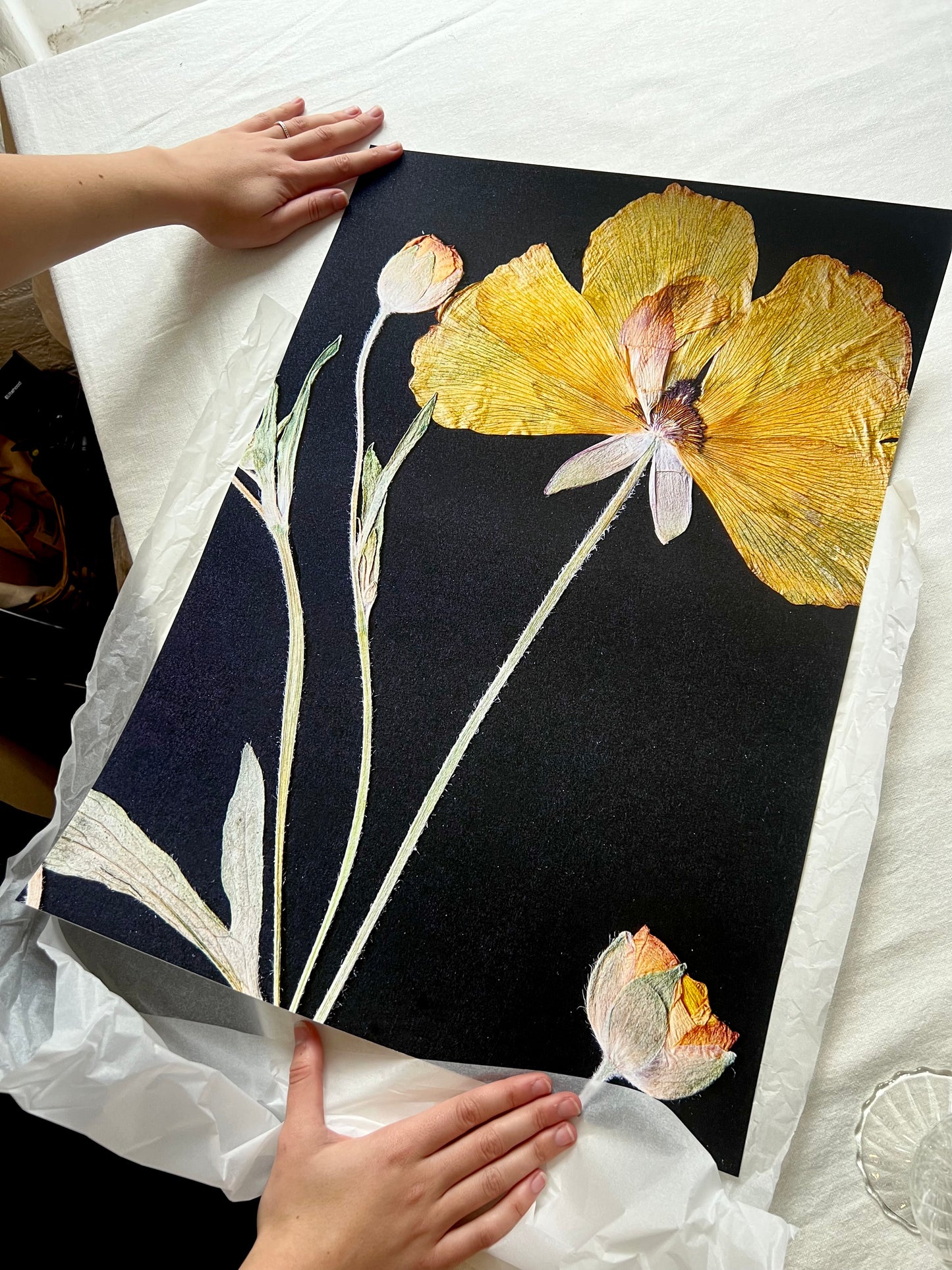 Butterfly Ranunculus Print
