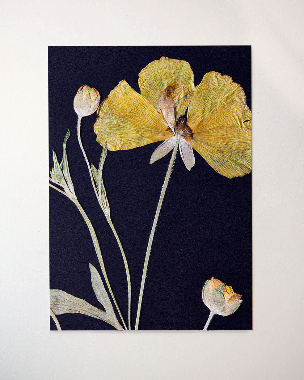 Butterfly Ranunculus Print