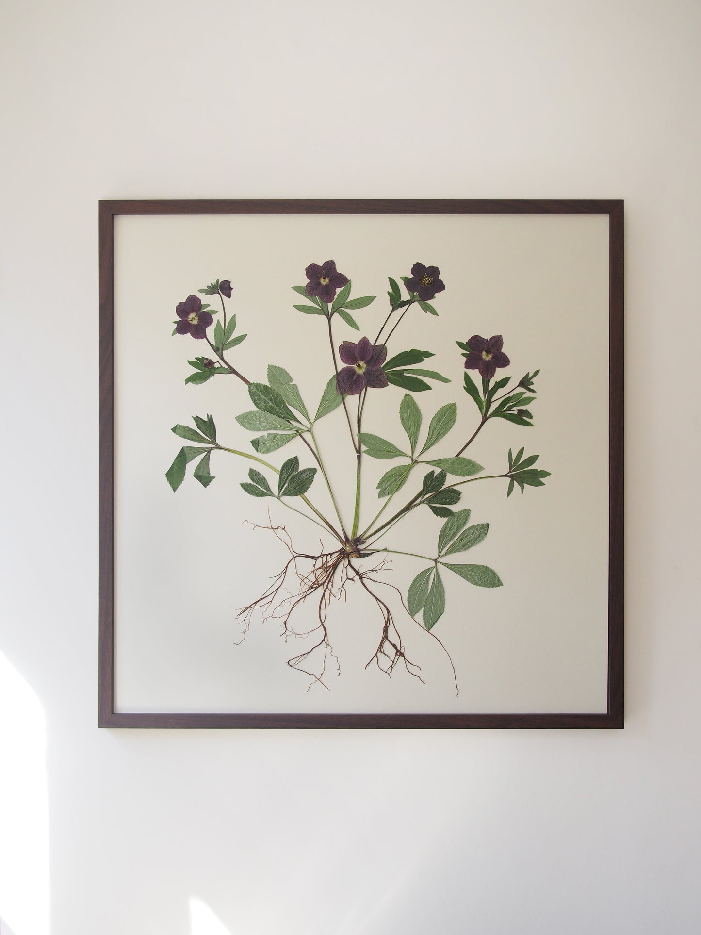 Hellebore