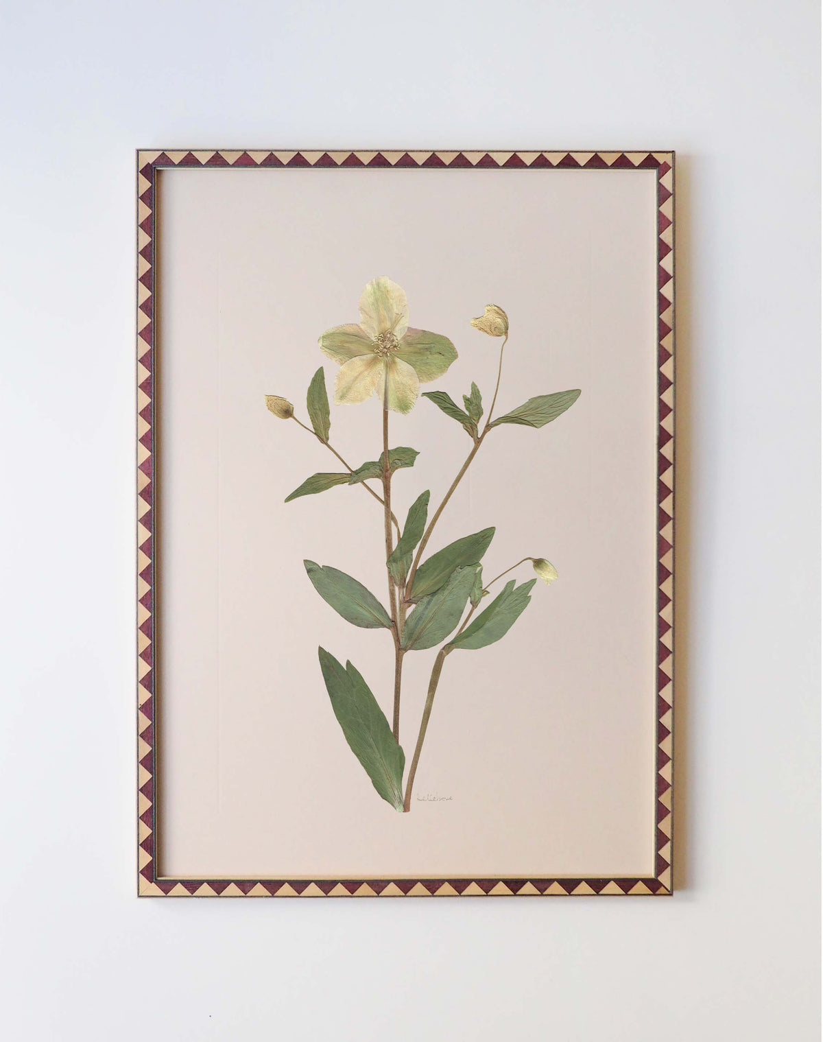 Hellebore