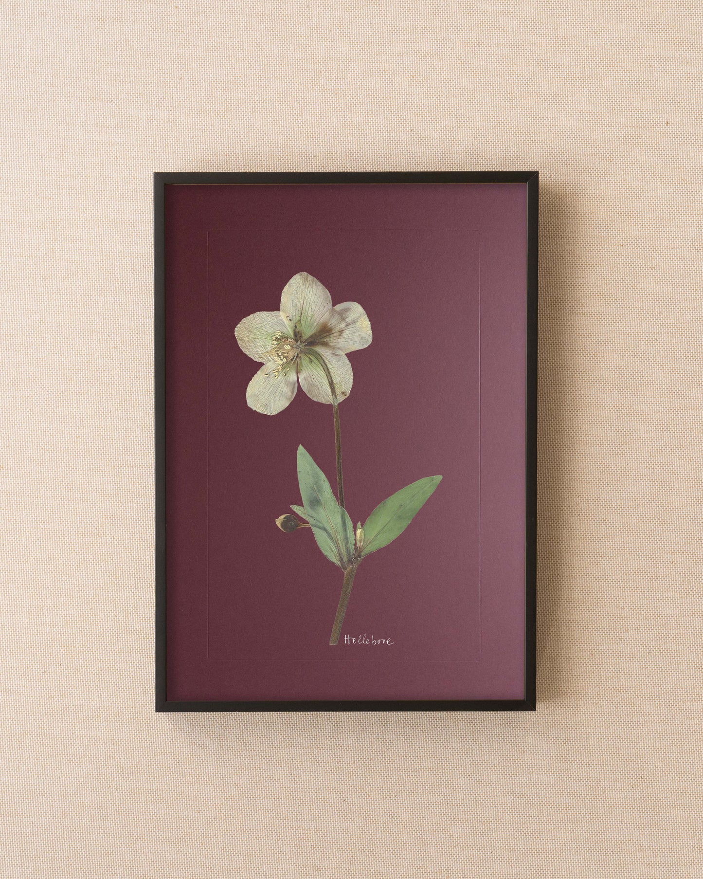 Hellebore