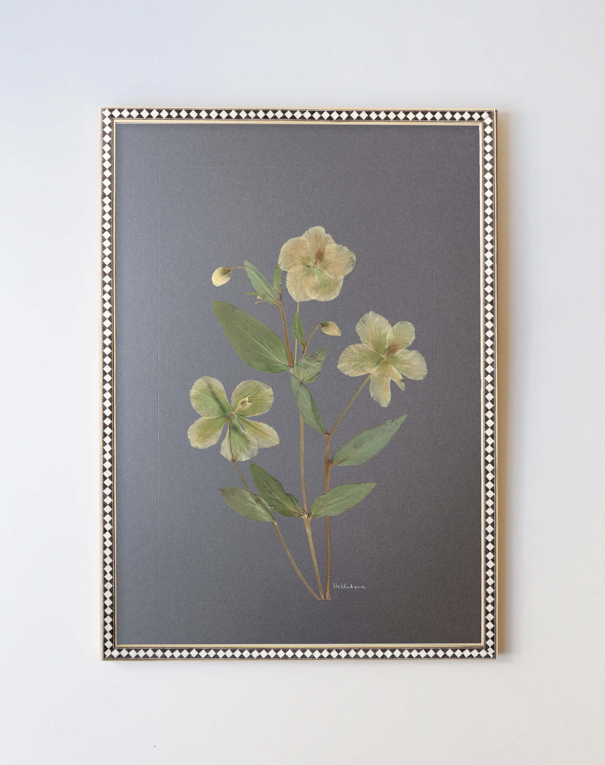 Hellebore