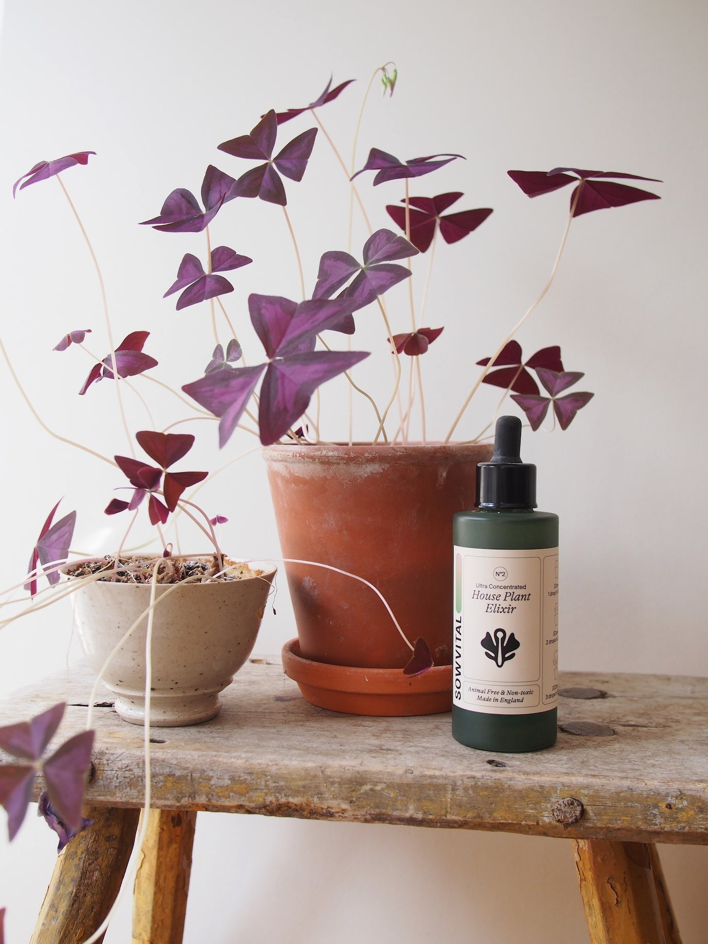 House Plant Elixir