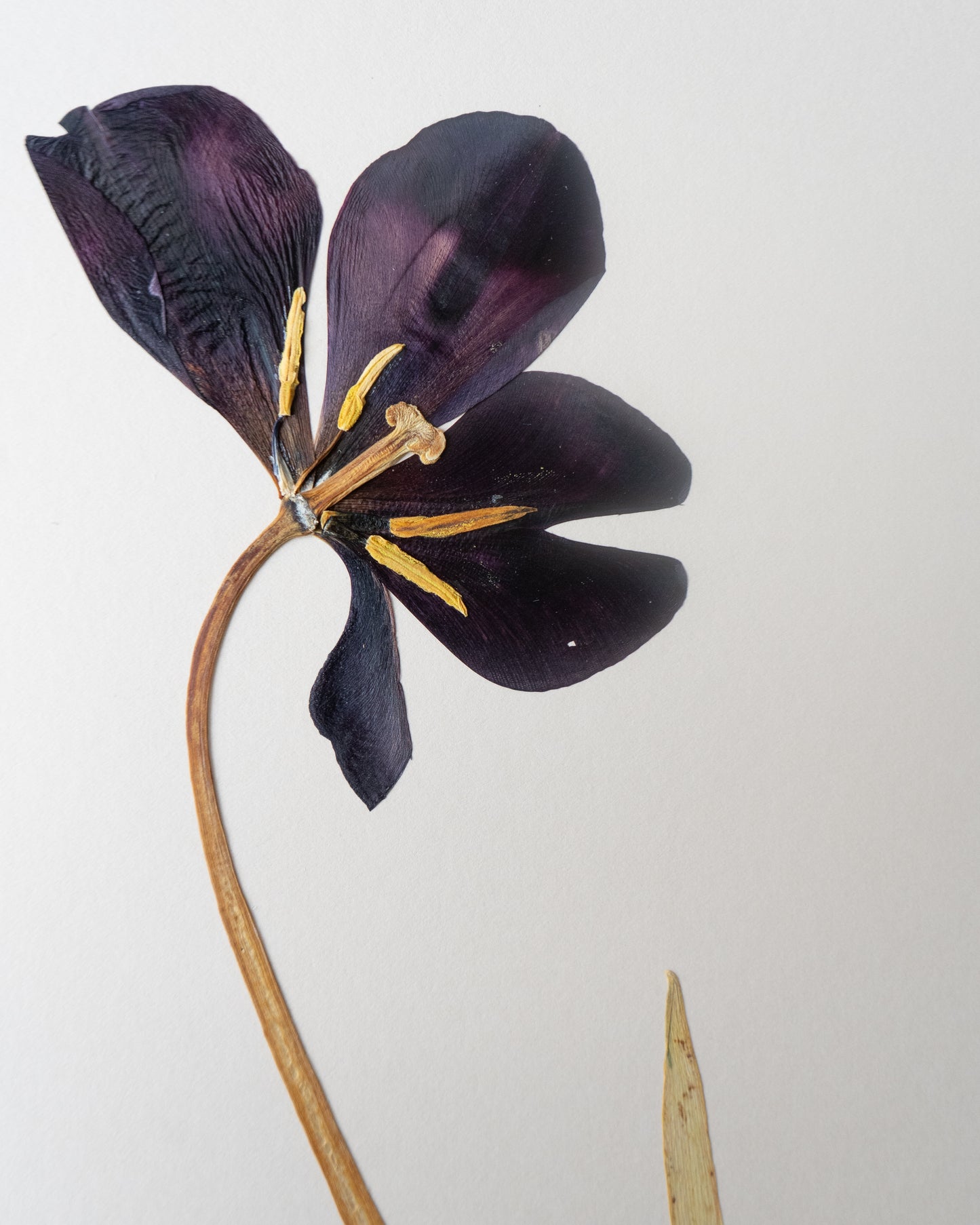 Tulip