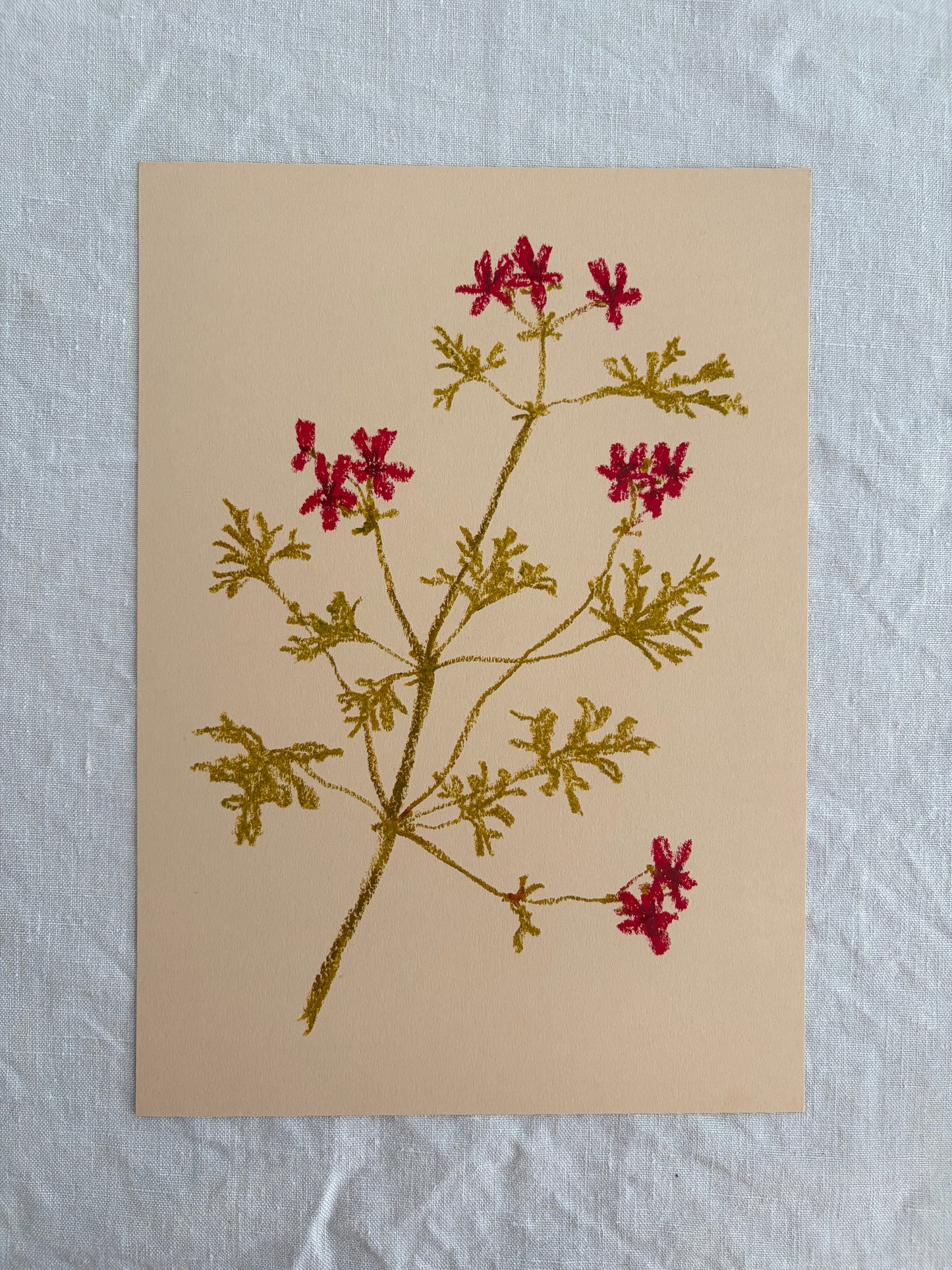 Pastel Pelargonium Red