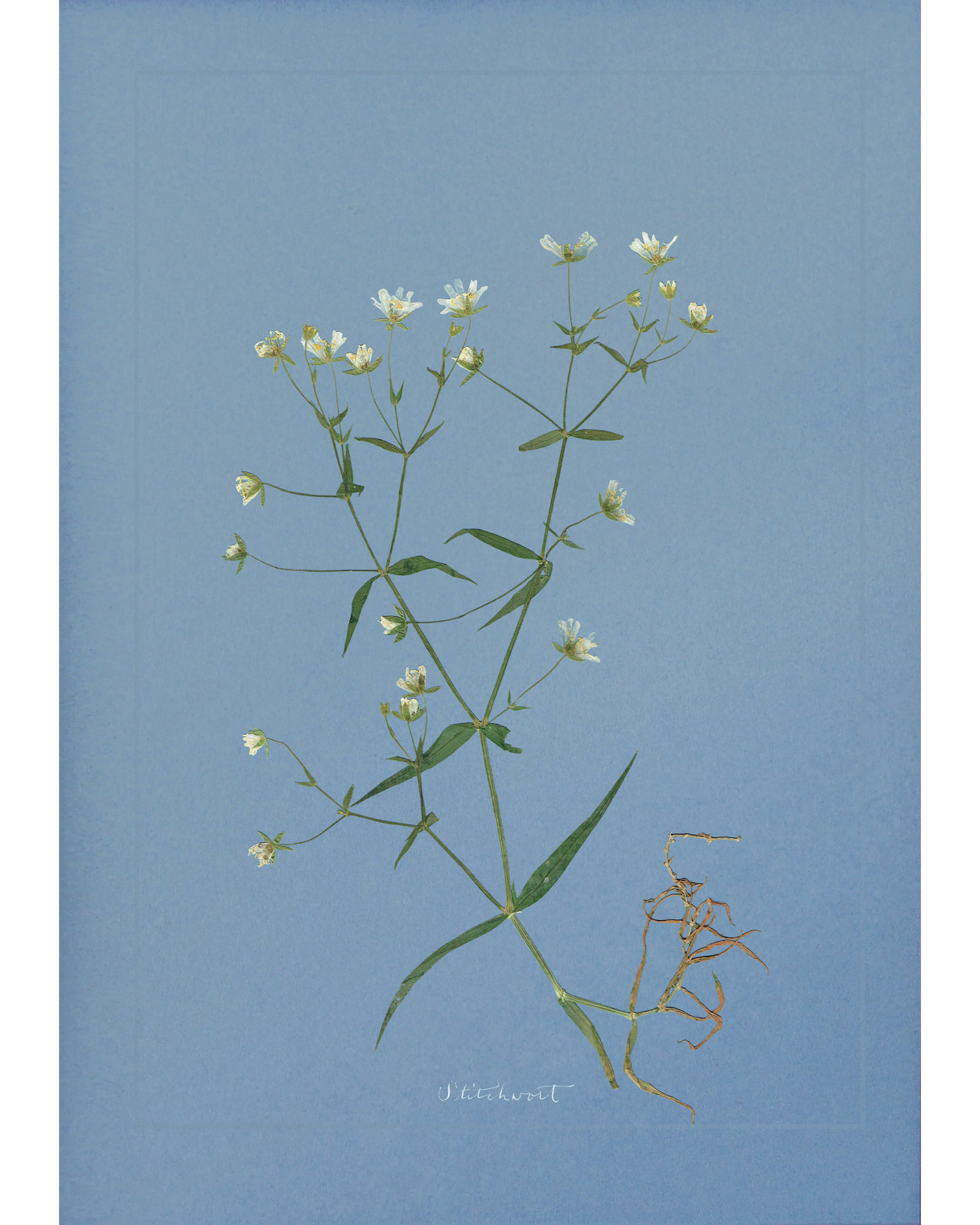 Stitchwort