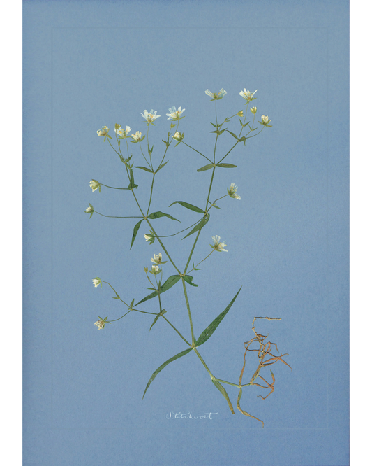 Stitchwort