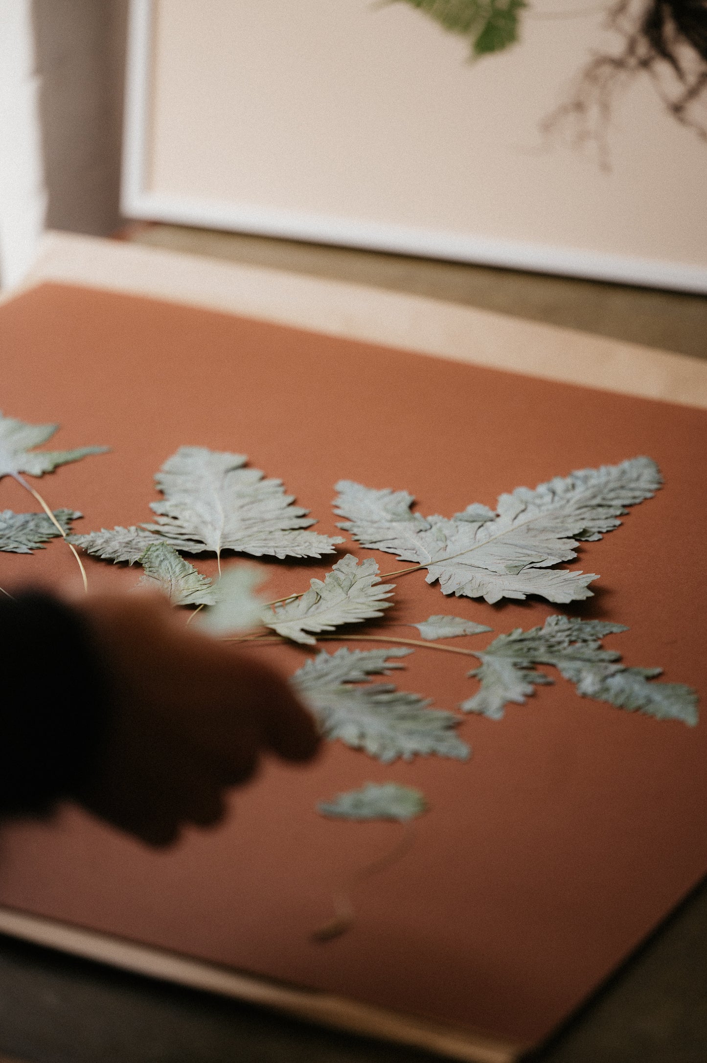 Blue Star Fern