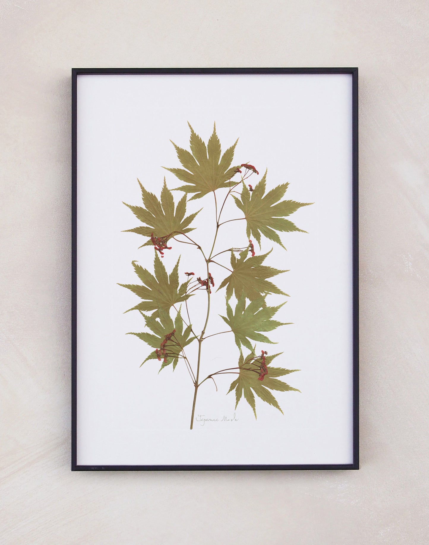 Japanese Maple