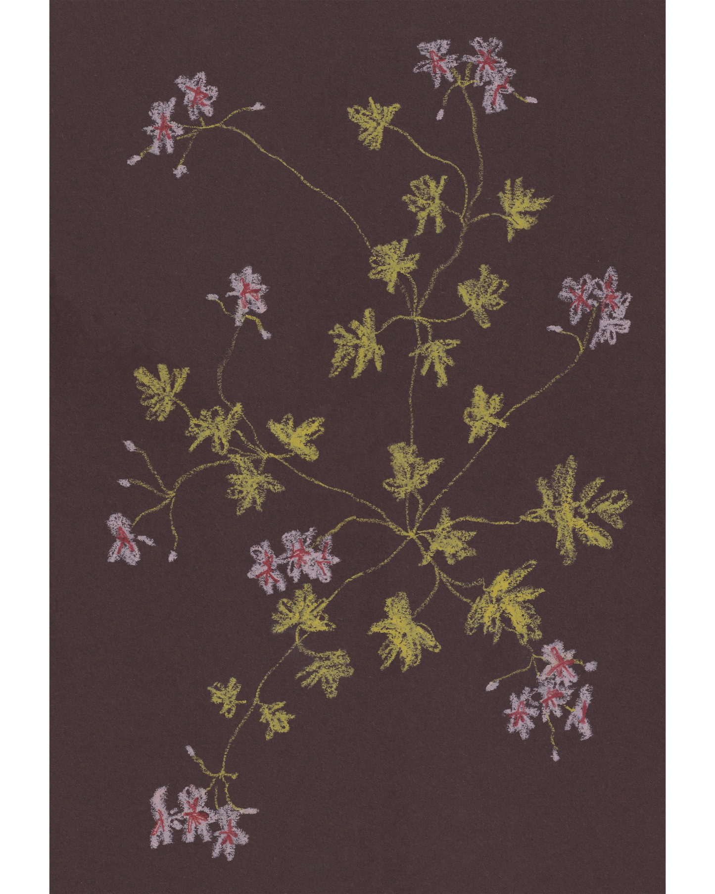 Pastel Pelargonium - Chocolate & Chartreuse