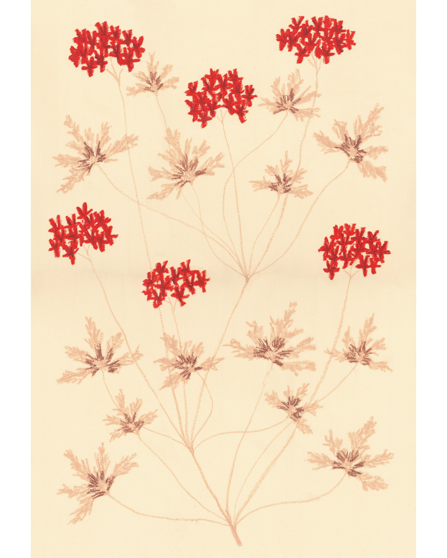 Pastel Pelargonium - Red & Yellow