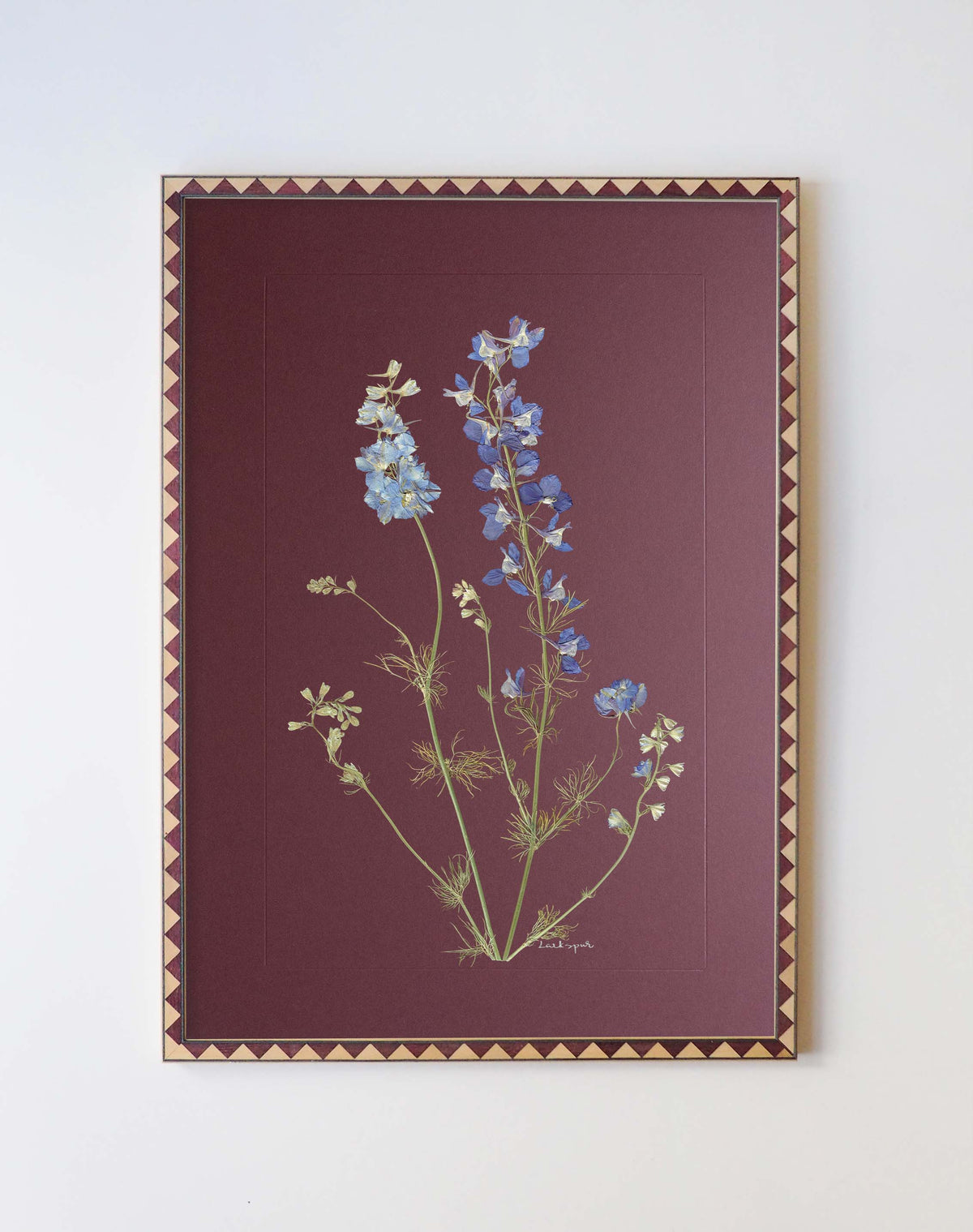 Larkspur