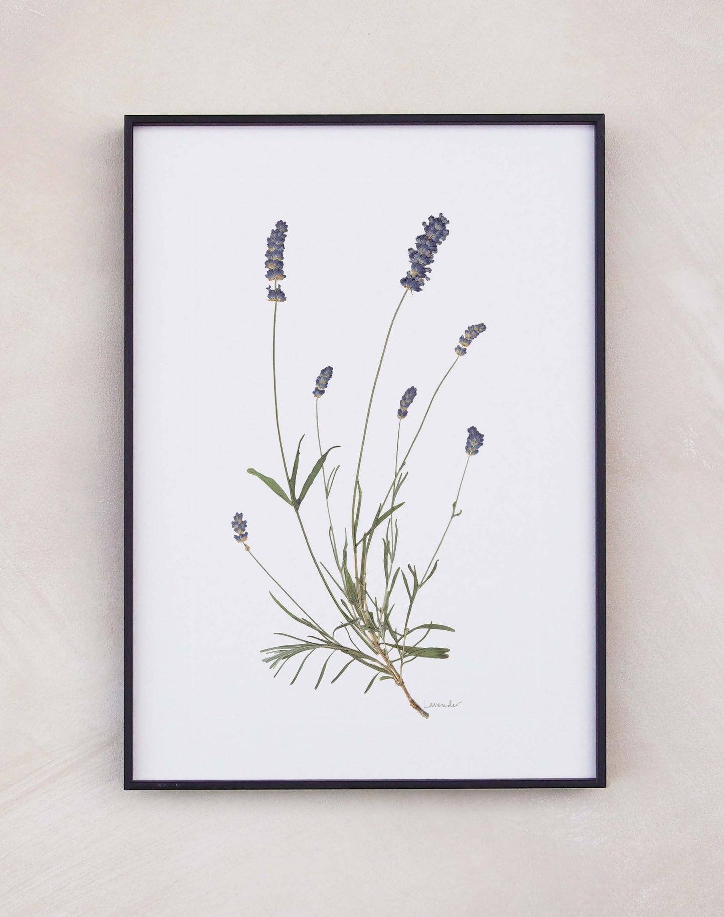 Lavender