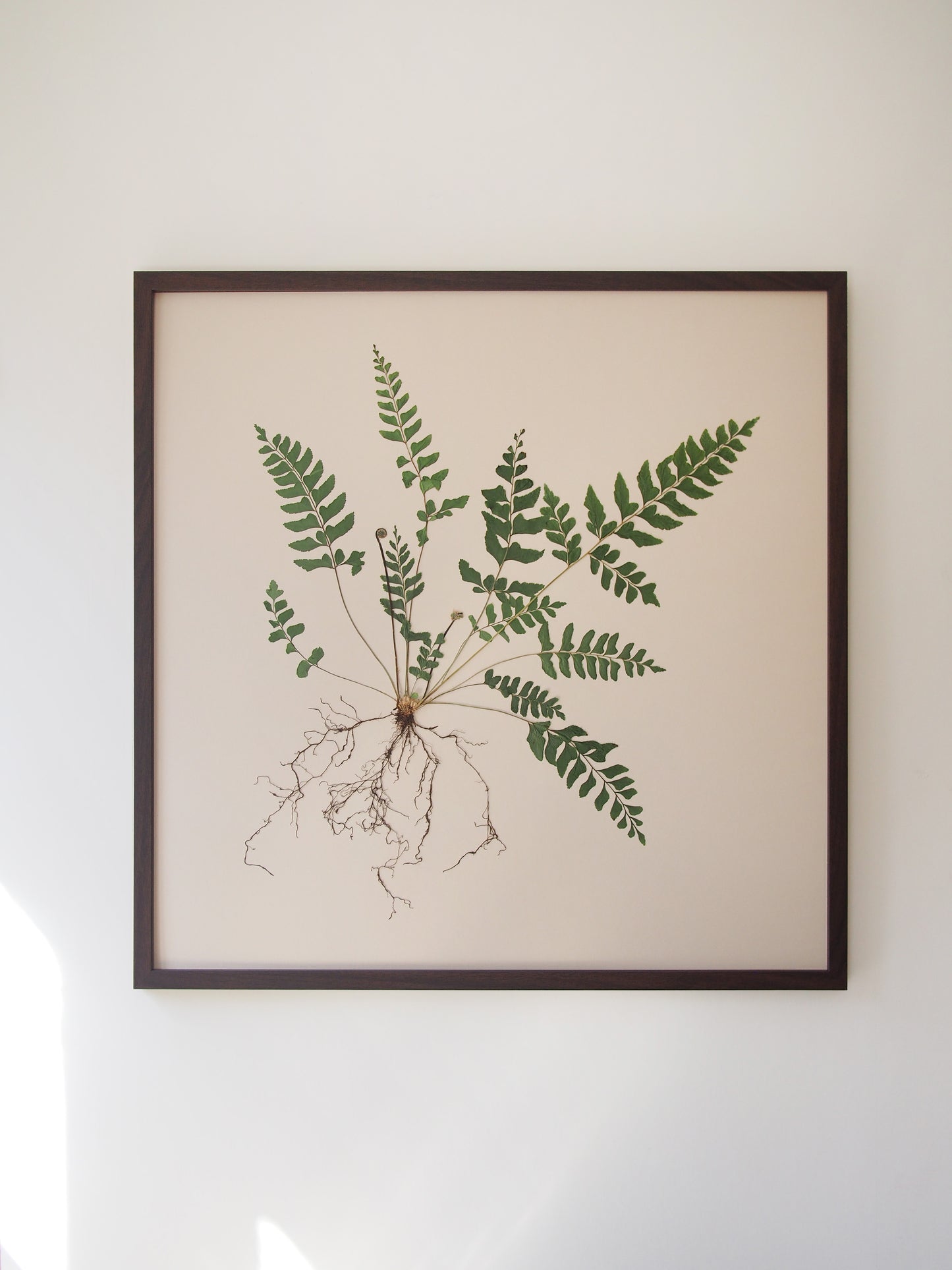 Mahogany Fern