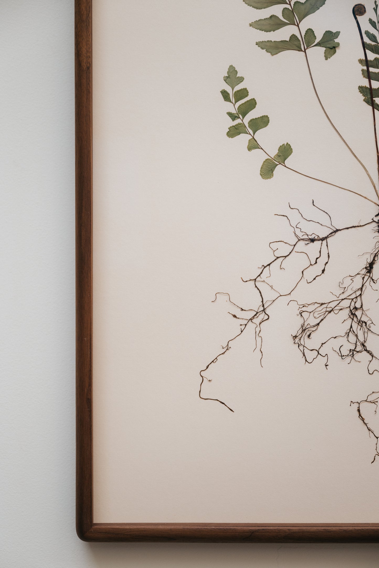 Mahogany Fern