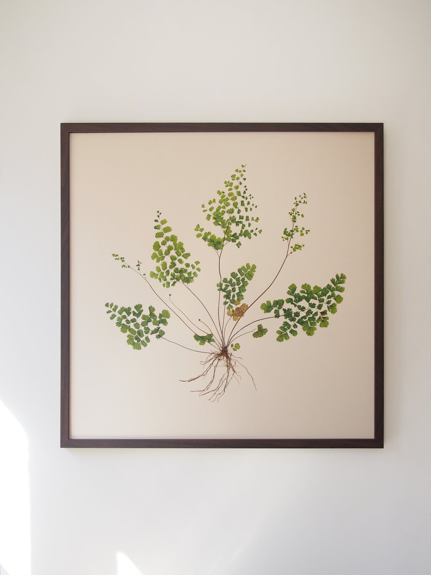 Maidenhair Fern