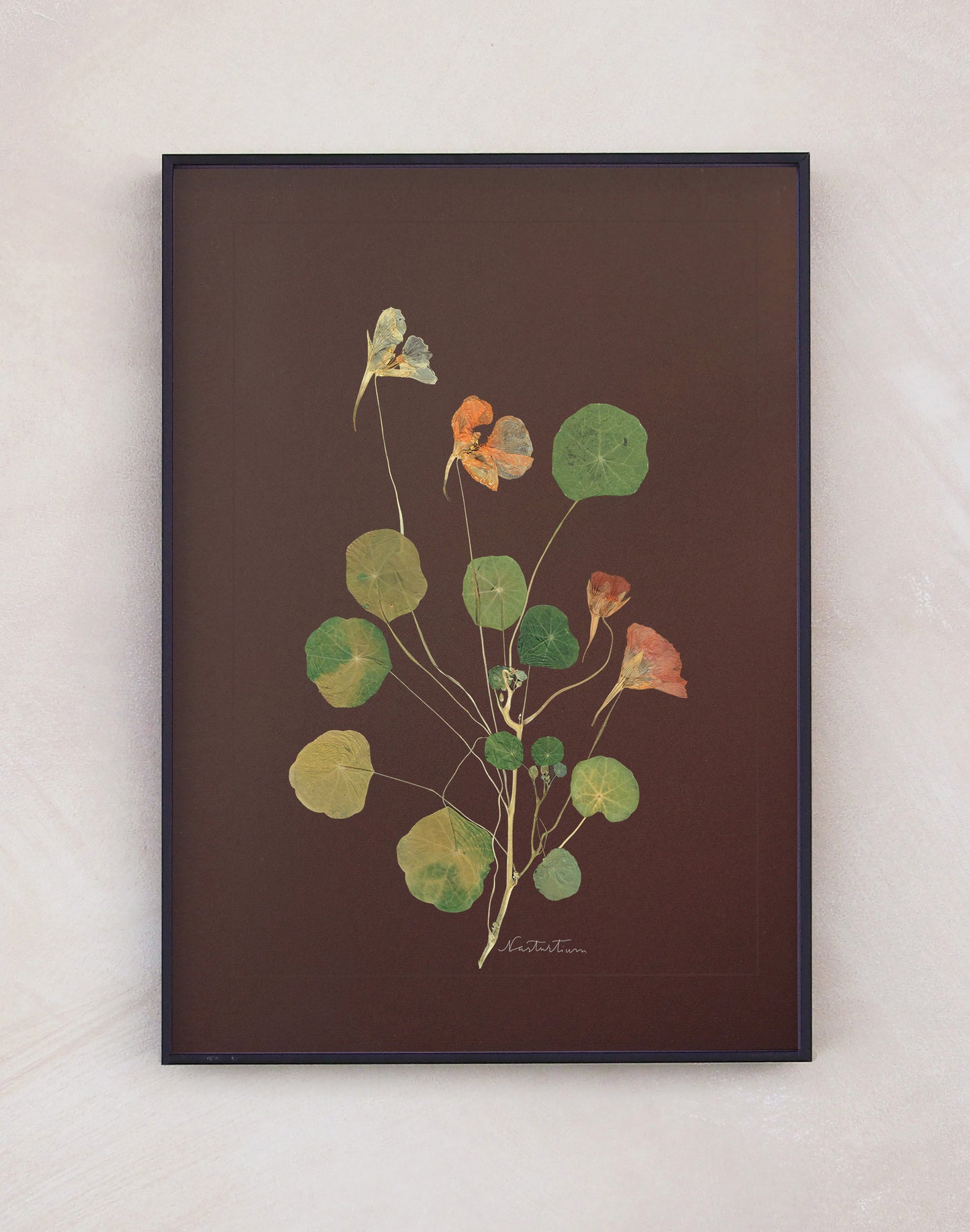 Nasturtium
