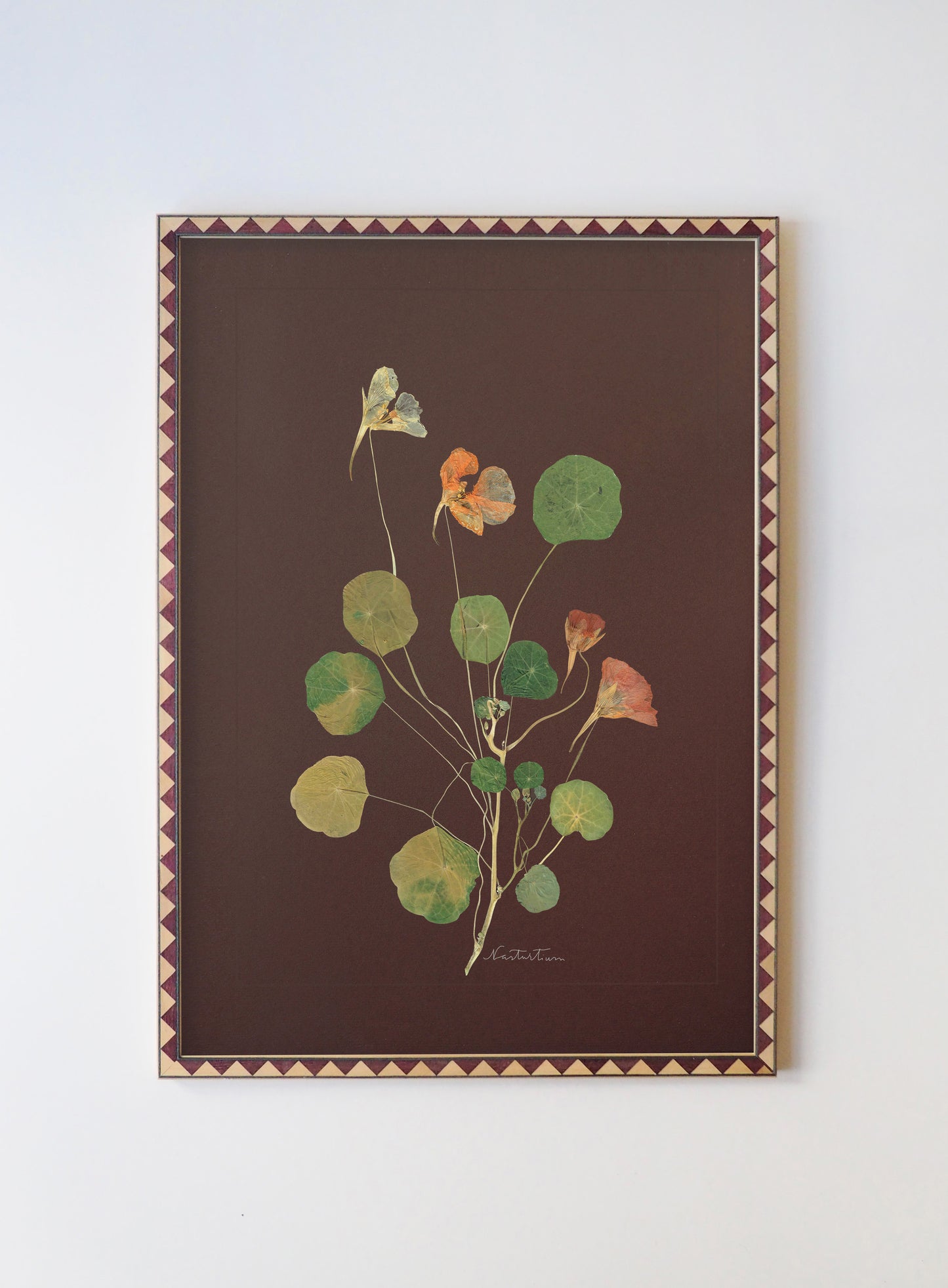 Nasturtium